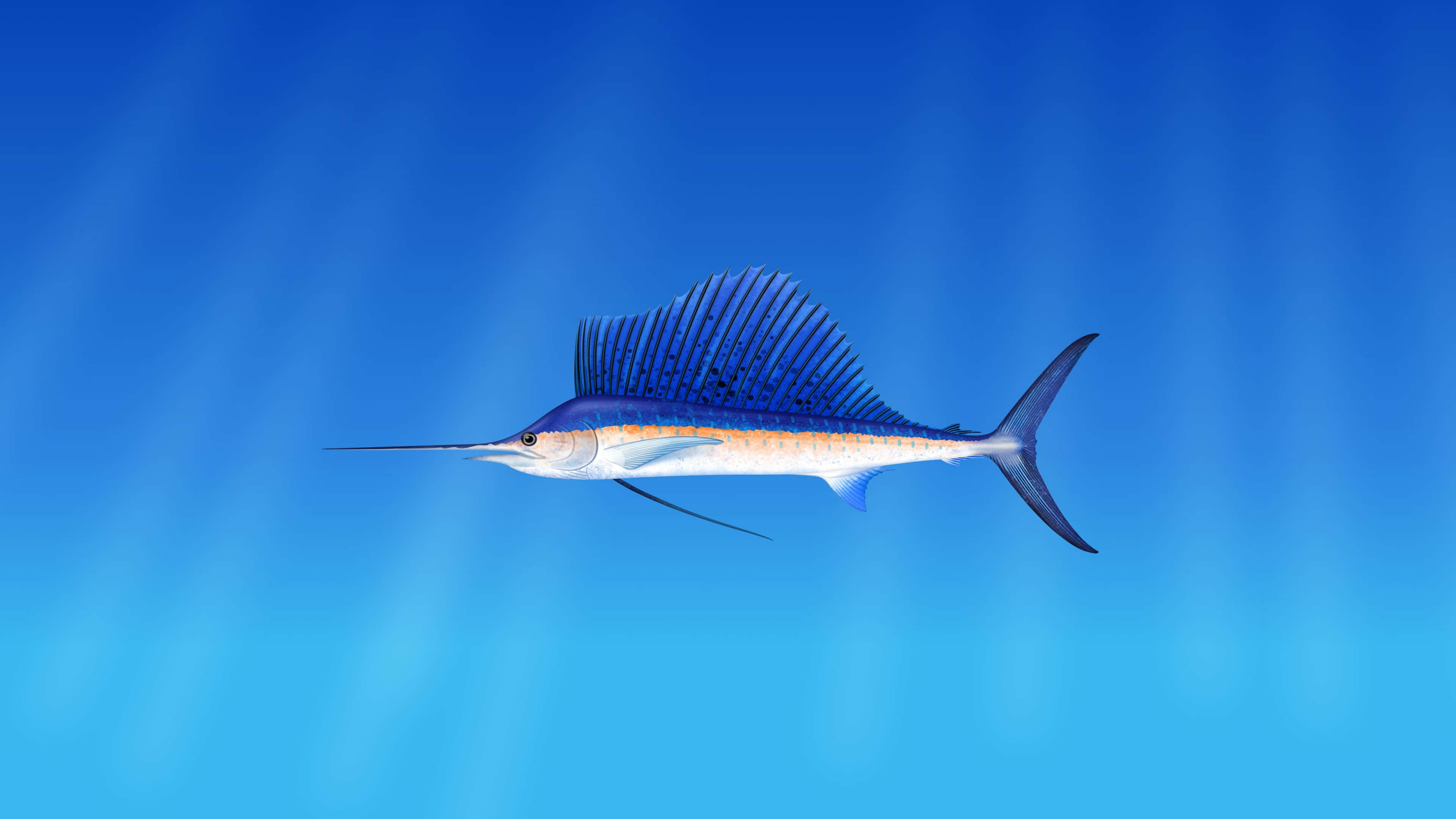 4K Fish 桌布 壁紙 — 一條流線型的旗魚在陽光穿透的燦爛藍色海水中滑行。