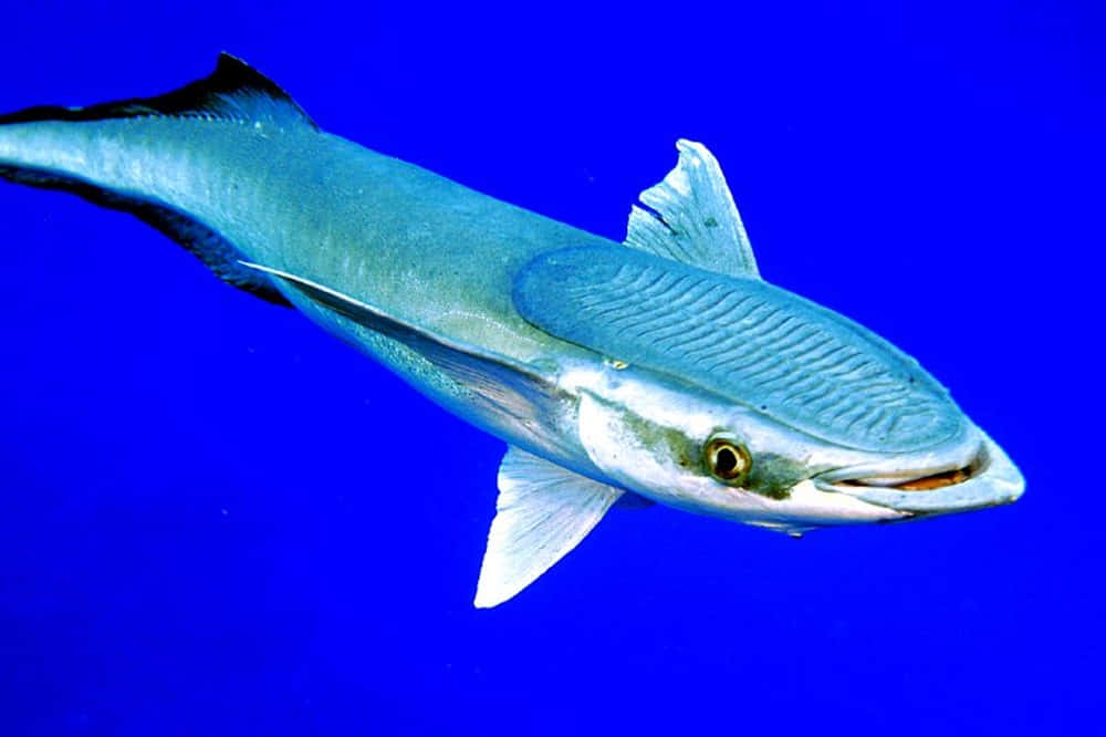 Remora 桌布 壁紙 — 一條流線型的梭魚在充滿活力的藍色海水中滑行，擁有鋒利的鰭和銀色的流線型身體。