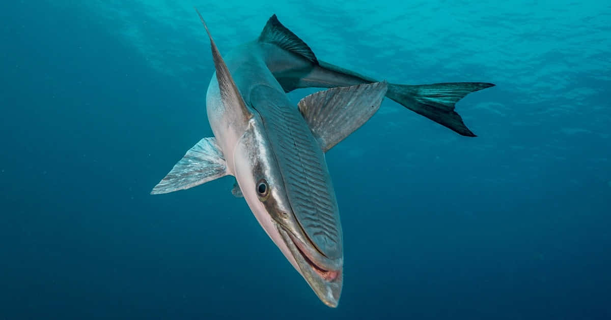 Remora 桌布 壁紙 — 一條流線型的梭魚在清澈的碧綠海水中滑行，目光專注，張開的嘴巴露出鋒利的牙齒。