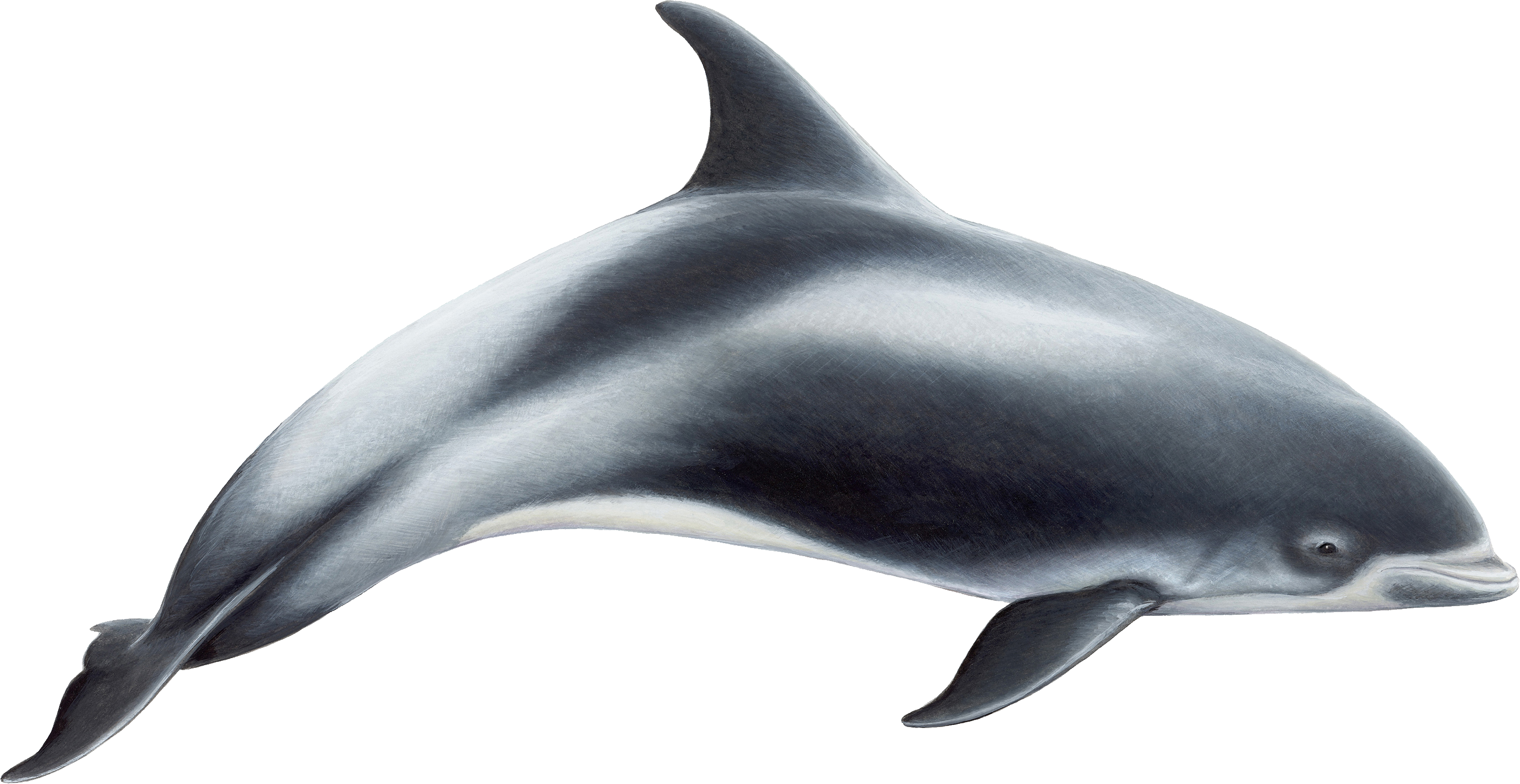 dolphins 桌布 壁紙 — 一條流線型的海豚在水中滑行，帶有平滑的灰色和白色曲線，背景是純白色。