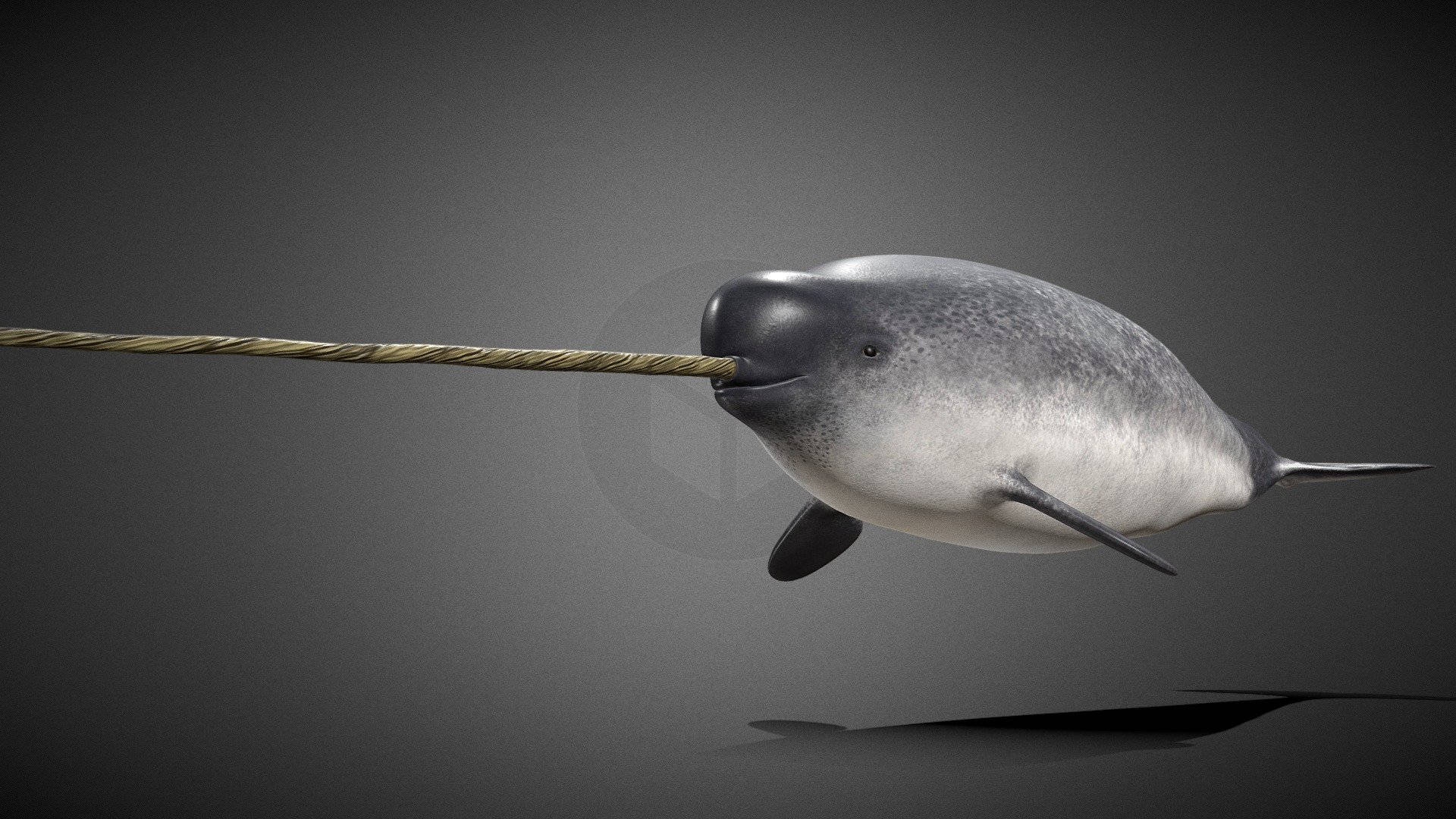 Narwhal 桌布 壁紙 — 一條流線型的獨角鯨在黑暗的水中滑行，長長的螺旋狀長牙向前伸展。