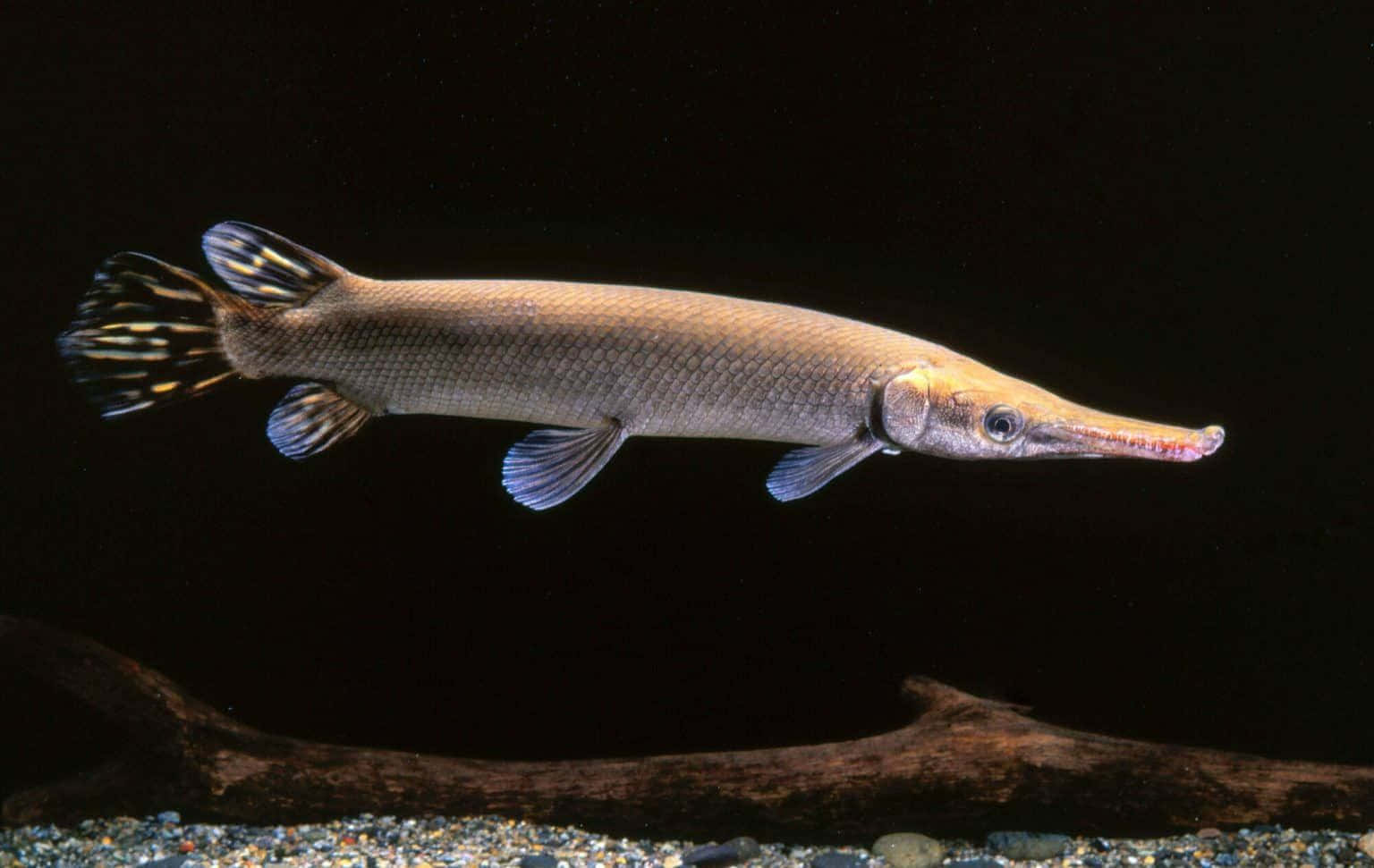 Gar Fish 桌布 壁紙 — 一條流線型的雀鱔魚在黑暗的水中，於碎石床上方、一根木頭下方滑行。