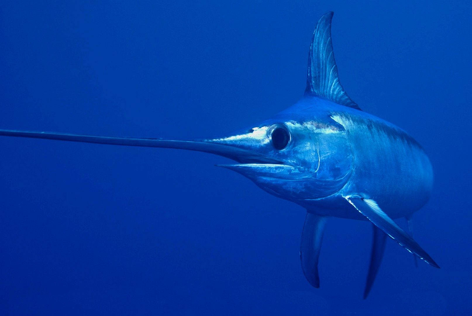 一條在深藍色海水中游泳的馬林魚 — 水下動畫 壁紙