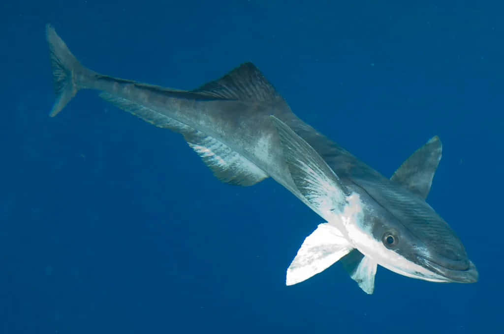 Remora 桌布 壁紙 — 一條流線型身體、尖銳魚鰭的梭魚在深藍色海水中滑行。