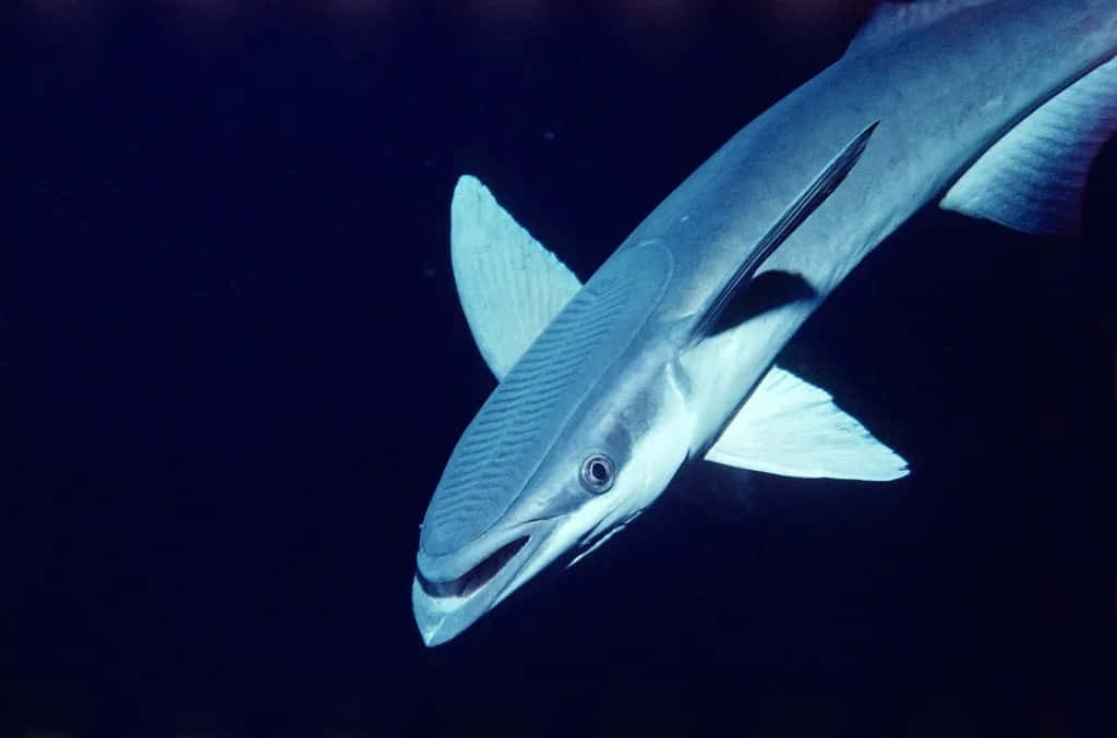 Remora 桌布 壁紙 — 一條流線型鯊魚在深藍色海洋中滑行，其流線型身體和鋒利魚鰭在黑暗深淵的映襯下閃閃發光。