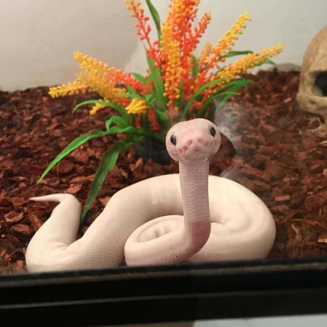 snakes 桌布 壁紙 — 一條淡粉紅色的蛇抬起頭，蜷縮在一個鋪有棕色覆蓋物和色彩繽紛的人造花的玻璃容器中休息。