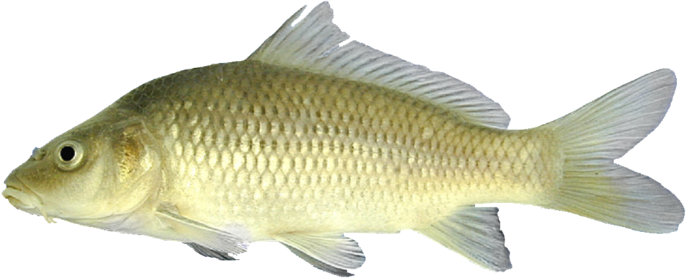 動物 桌布 壁紙 — 一條淡金色鯉魚，帶有細緻鱗片和半透明魚鰭，在純黑背景中游動。