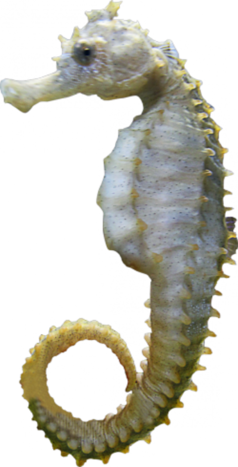 海馬 桌布 壁紙 — 一條淡黃色、帶有尖刺紋理的海馬優雅地蜷縮在粒狀黑色背景上。