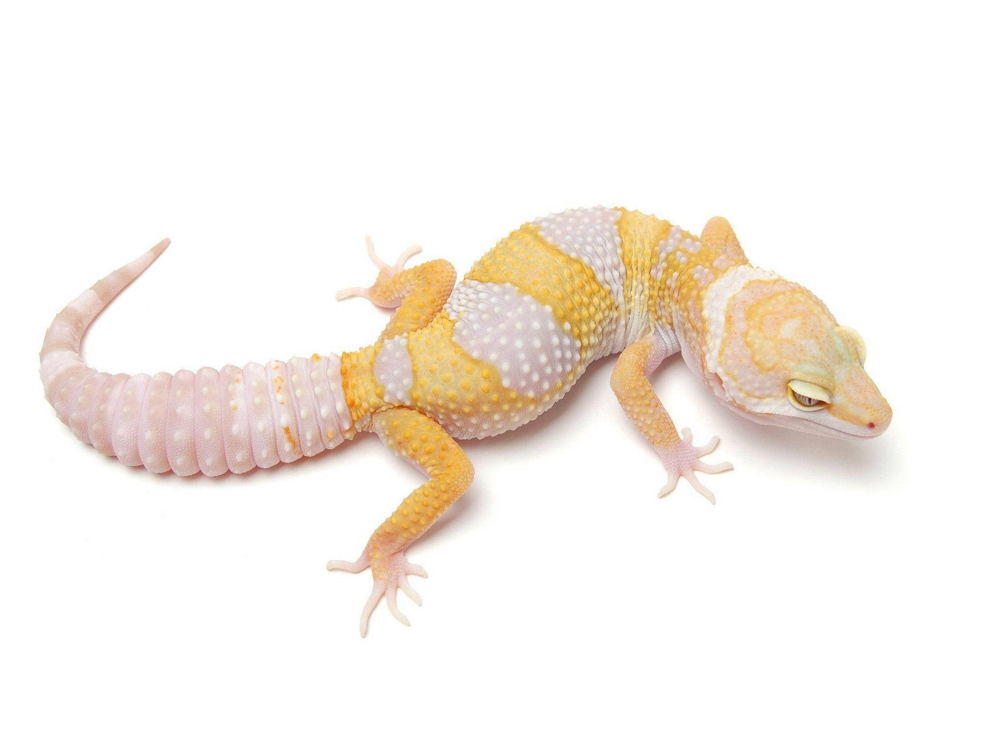 baby animal 桌布 壁紙 — 一條淡黃色和白色條紋的壁虎，皮膚有紋理，平靜地躺在純白色背景上。