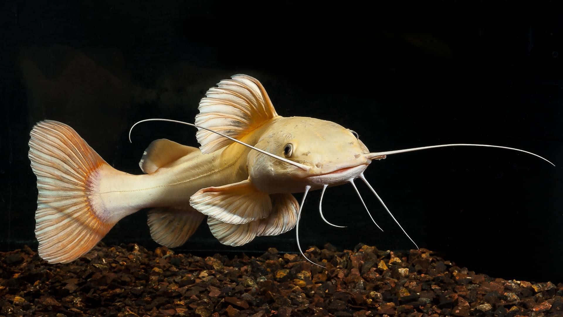 catfish 桌布 壁紙 — 一條淡黃色的鯰魚，長長的鬍鬚，在黑色背景的水族箱中，優雅地游過深色的礫石。