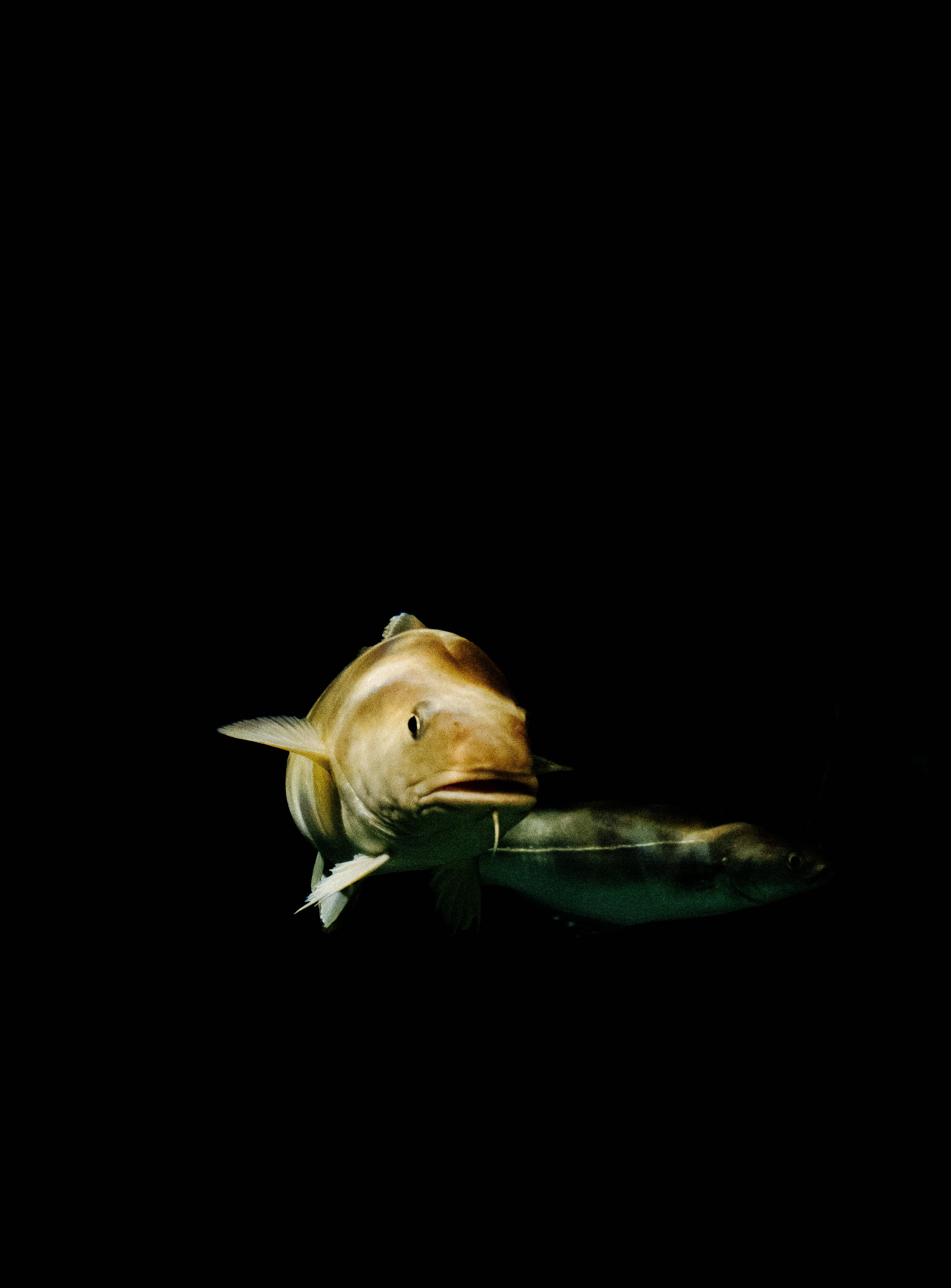 魚 桌布 壁紙 — 一條淡黃色身體的大魚在漆黑背景中向前游動，另一條較暗的魚緊隨其後。