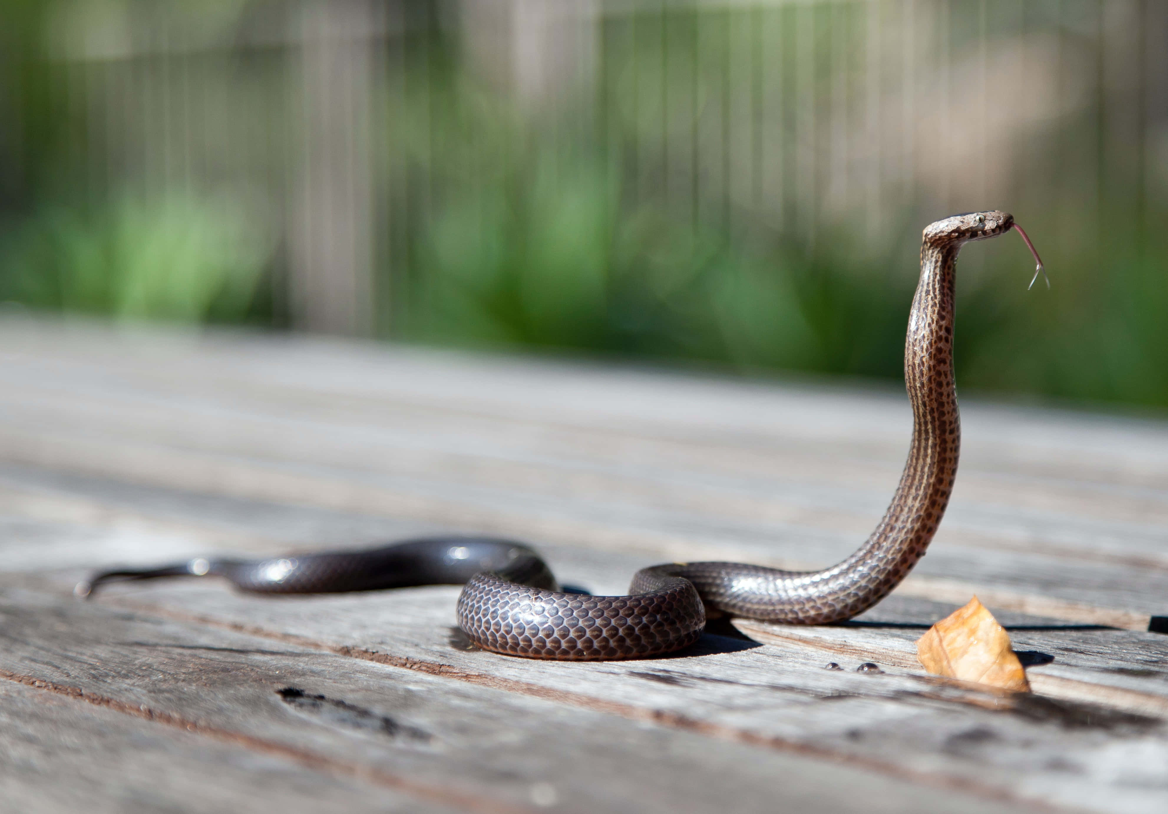 Brown Snake 桌布 壁紙 — 一條深棕色、背部有花紋的蛇在戶外一張風化的木桌上警覺地站立。
