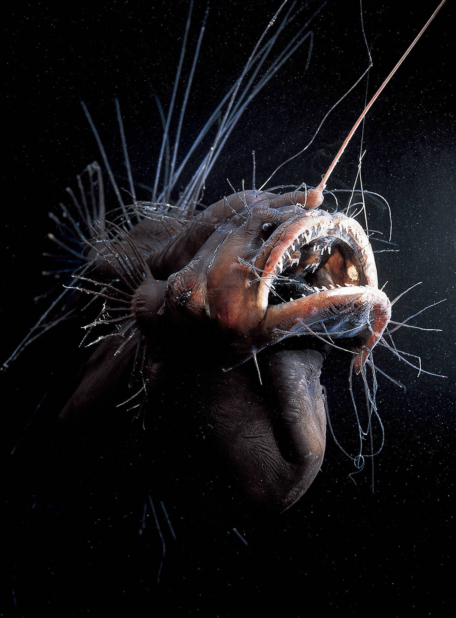 酷魚 桌布 壁紙 — 一條深海琵琶魚，帶有發光的誘餌和鋒利的牙齒，在黑色深淵中威脅地凝視。