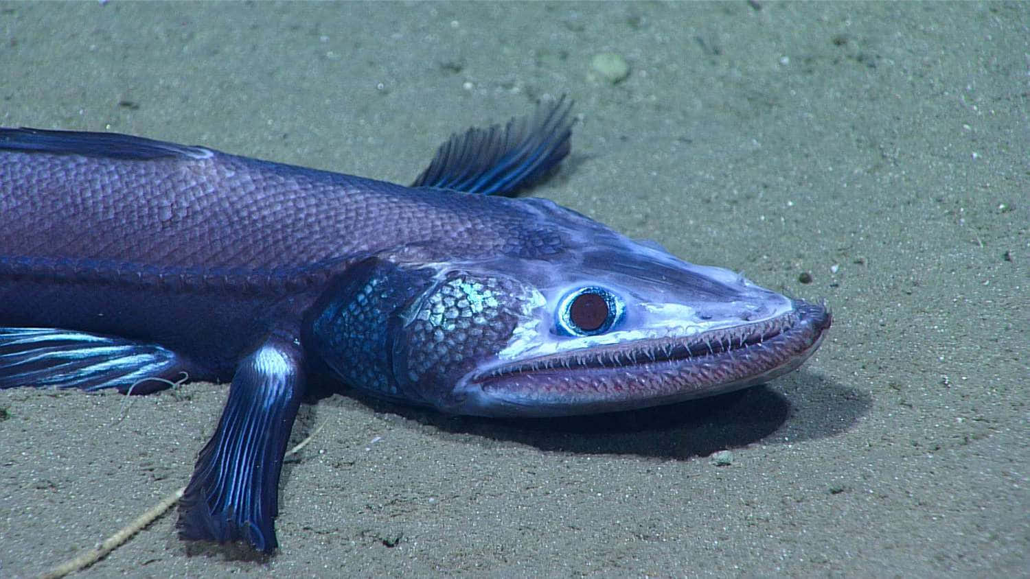 Underwater Scary Ocean 桌布 壁紙 — 一條深海魚，帶有發光的藍色鱗片和鋒利的牙齒，躺在沙質海床上。