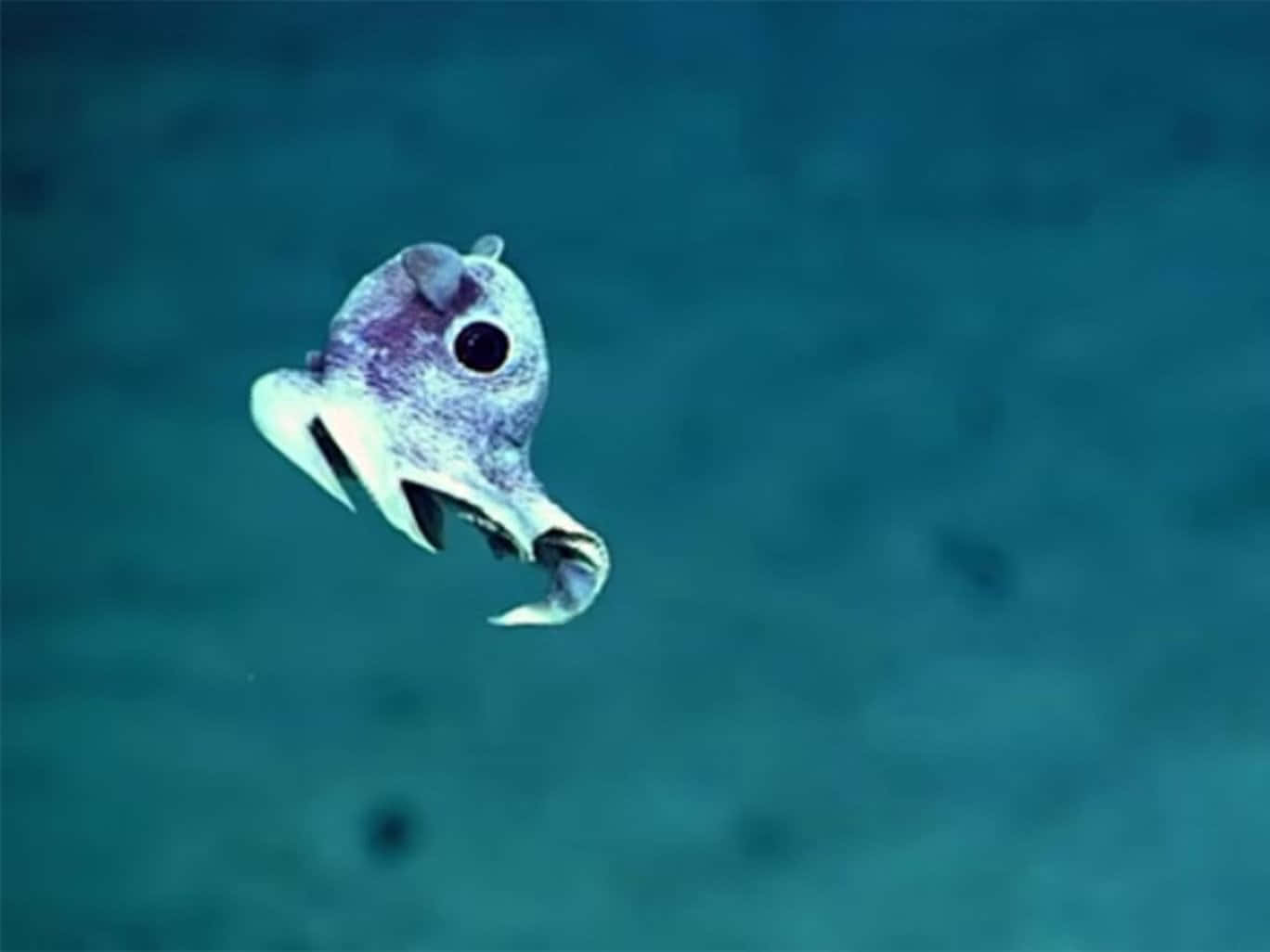 Sea Creature 桌布 壁紙 — 一條深海魚，有大眼睛和帶牙齒的下頜，在渾濁的藍色水中滑行。