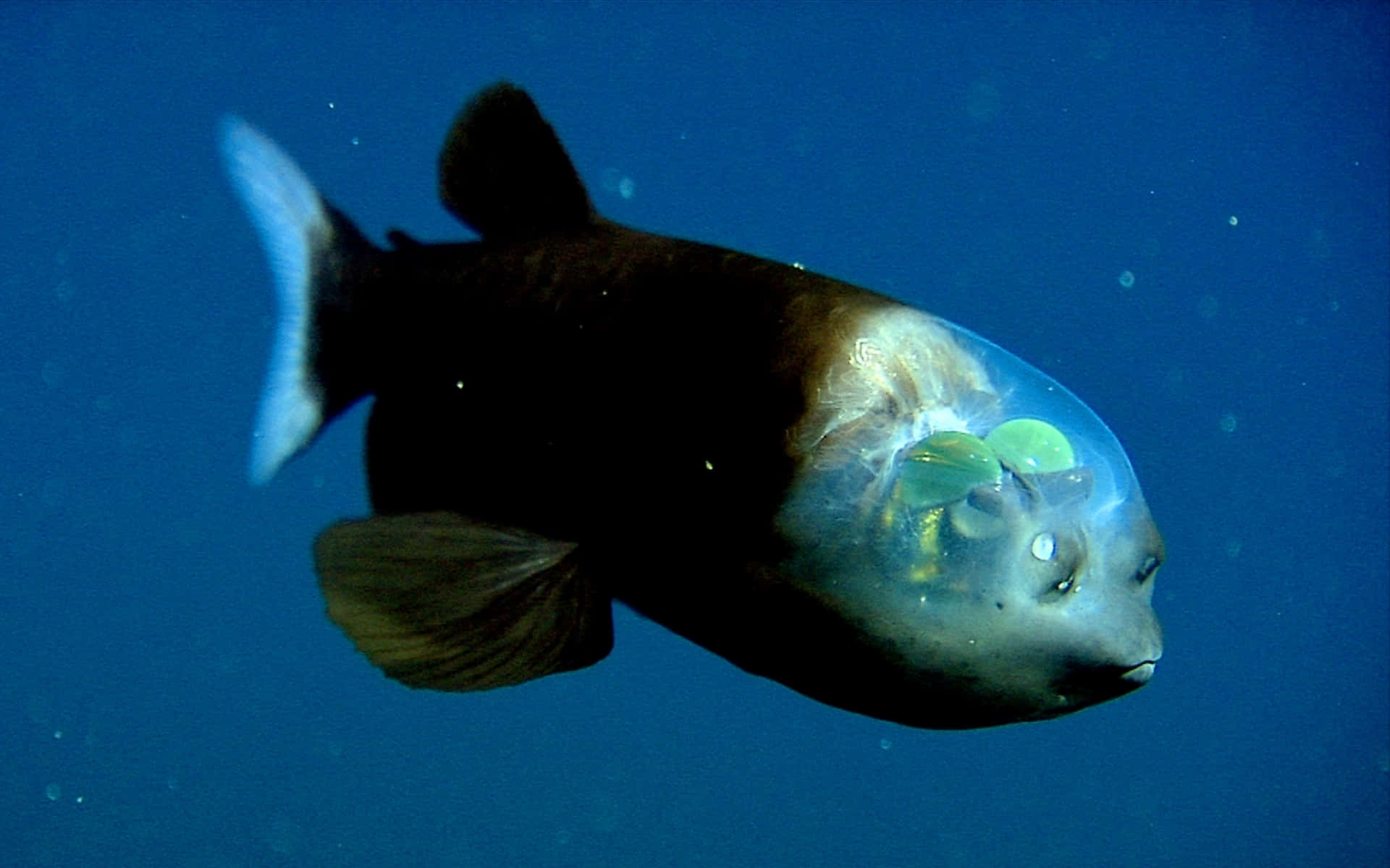 3d Fish 桌布 壁紙 — 一條深海魚，頭部透明，露出發光的綠色器官，在深藍色水中游動。