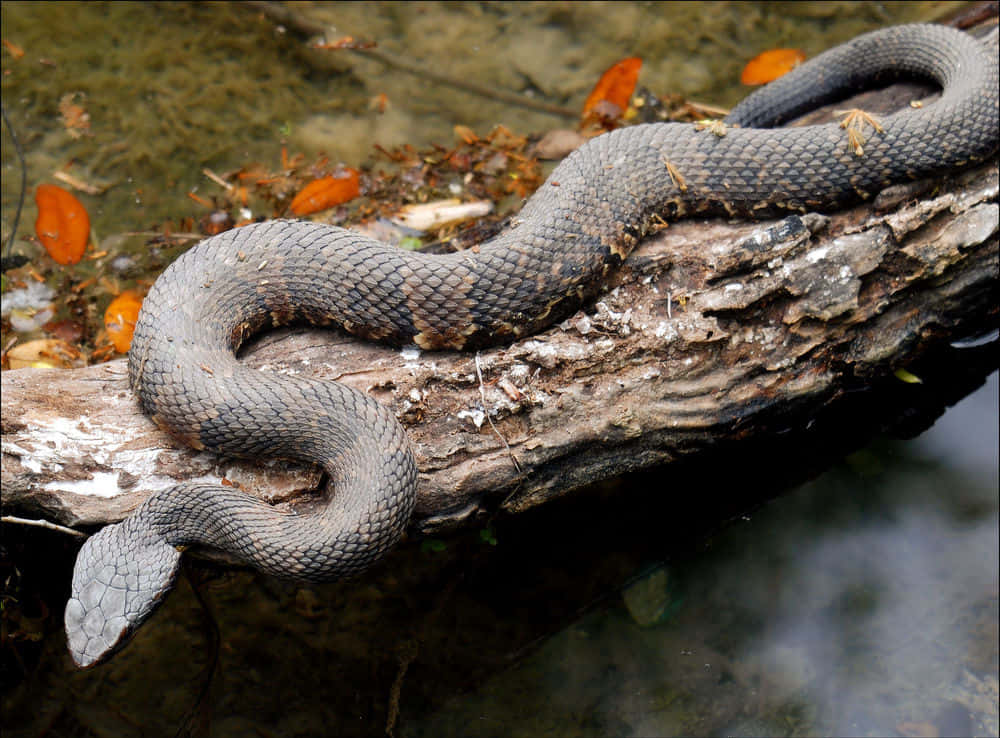 Scary Snake 桌布 壁紙 — 一條深灰色的水蛇優雅地盤繞在長滿苔蘚的木頭上，下方清澈的水面點綴著橙色的秋葉。