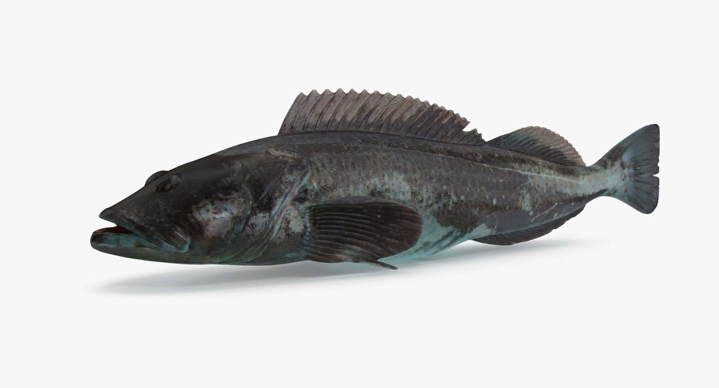 Lingcod 桌布 壁紙 — 一條深灰色魚的詳細3D渲染，具有突出的背鰭和張開的嘴巴，背景為純白色。