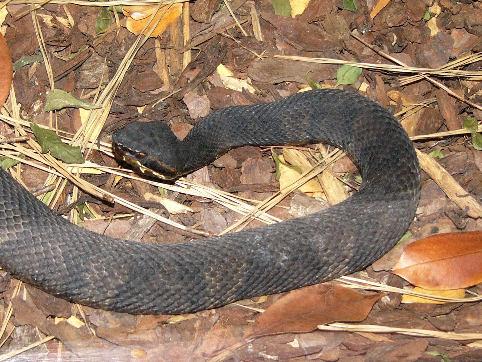 reptiles 桌布 壁紙 — 一條深色光澤的蛇纏繞在森林地面的乾燥棕色樹葉和樹枝中。