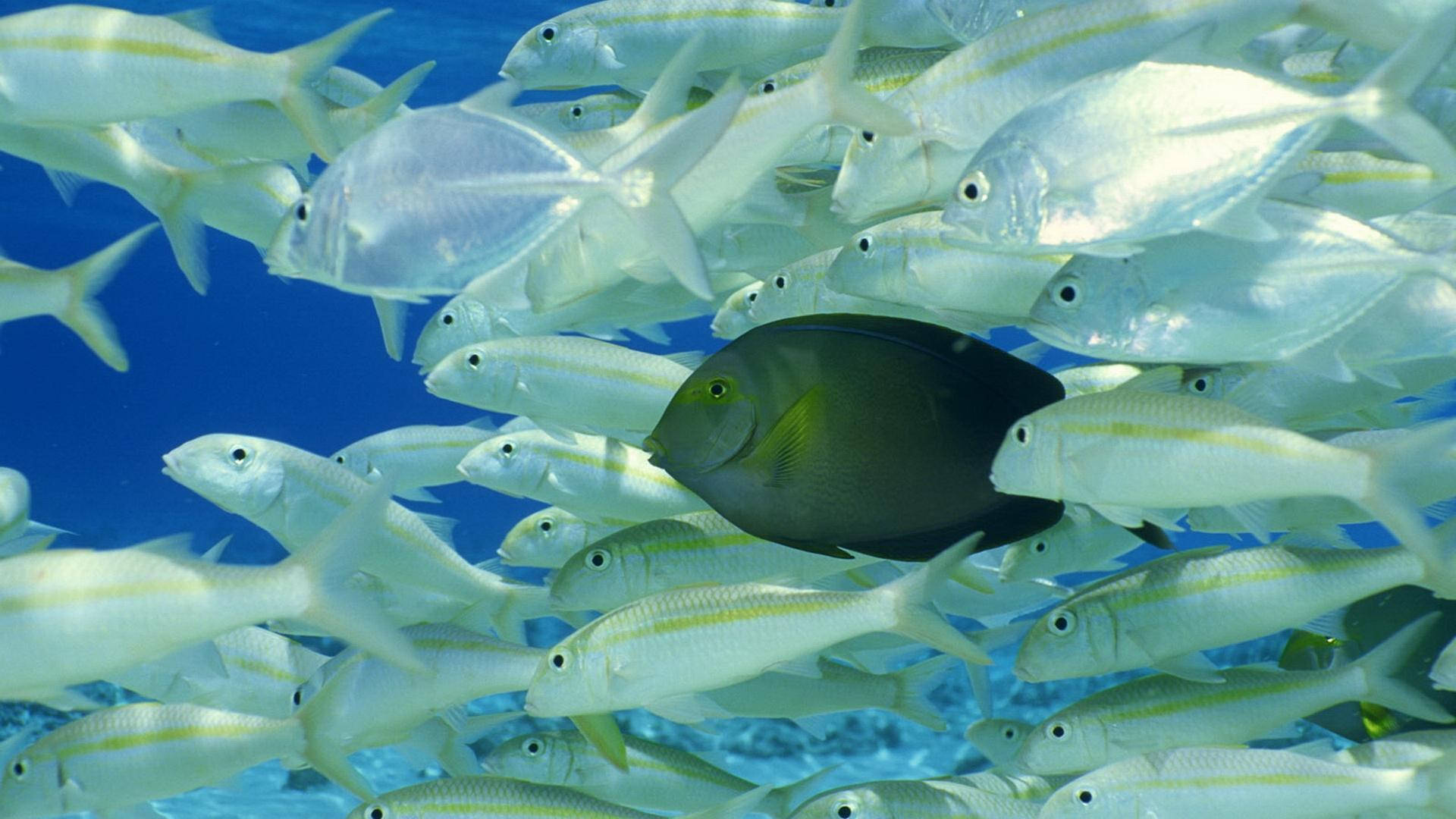 Aquatic 桌布 壁紙 — 一條深色刺尾魚在清澈的藍色熱帶水域中穿過密集的銀色梅鯛魚群。