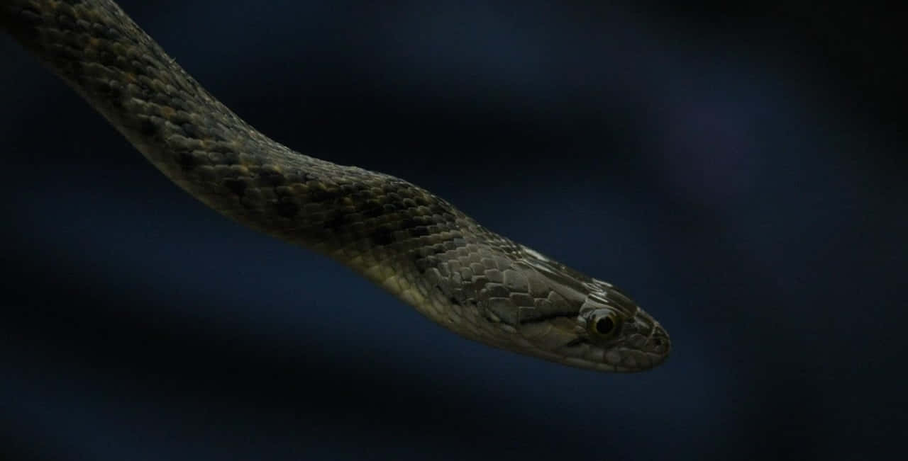 Scary Snake 桌布 壁紙 — 一條深色圖案蛇在模糊深藍色背景上滑行的特寫。