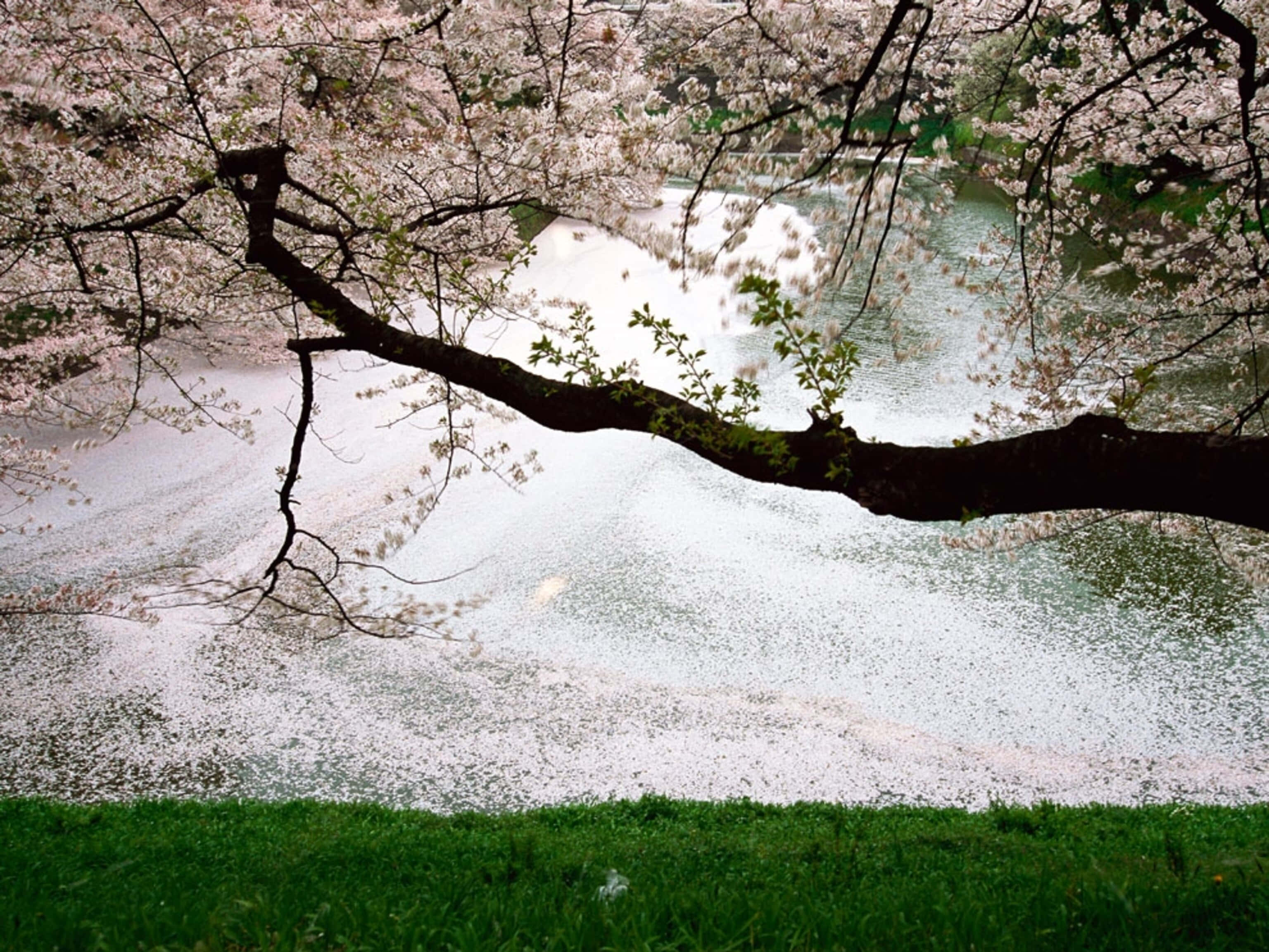 Cool Japanese Tree 桌布 壁紙 — 一條深色櫻花樹枝拱起在河上，河面覆蓋著飄落的粉紅色花瓣，下方有綠草。