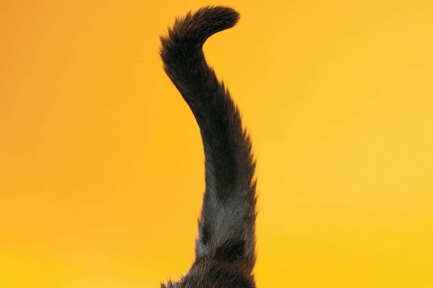 Cat Tail 桌布 壁紙 — 一條深色毛茸茸的貓尾巴在充滿活力的黃色背景上優雅地彎曲。