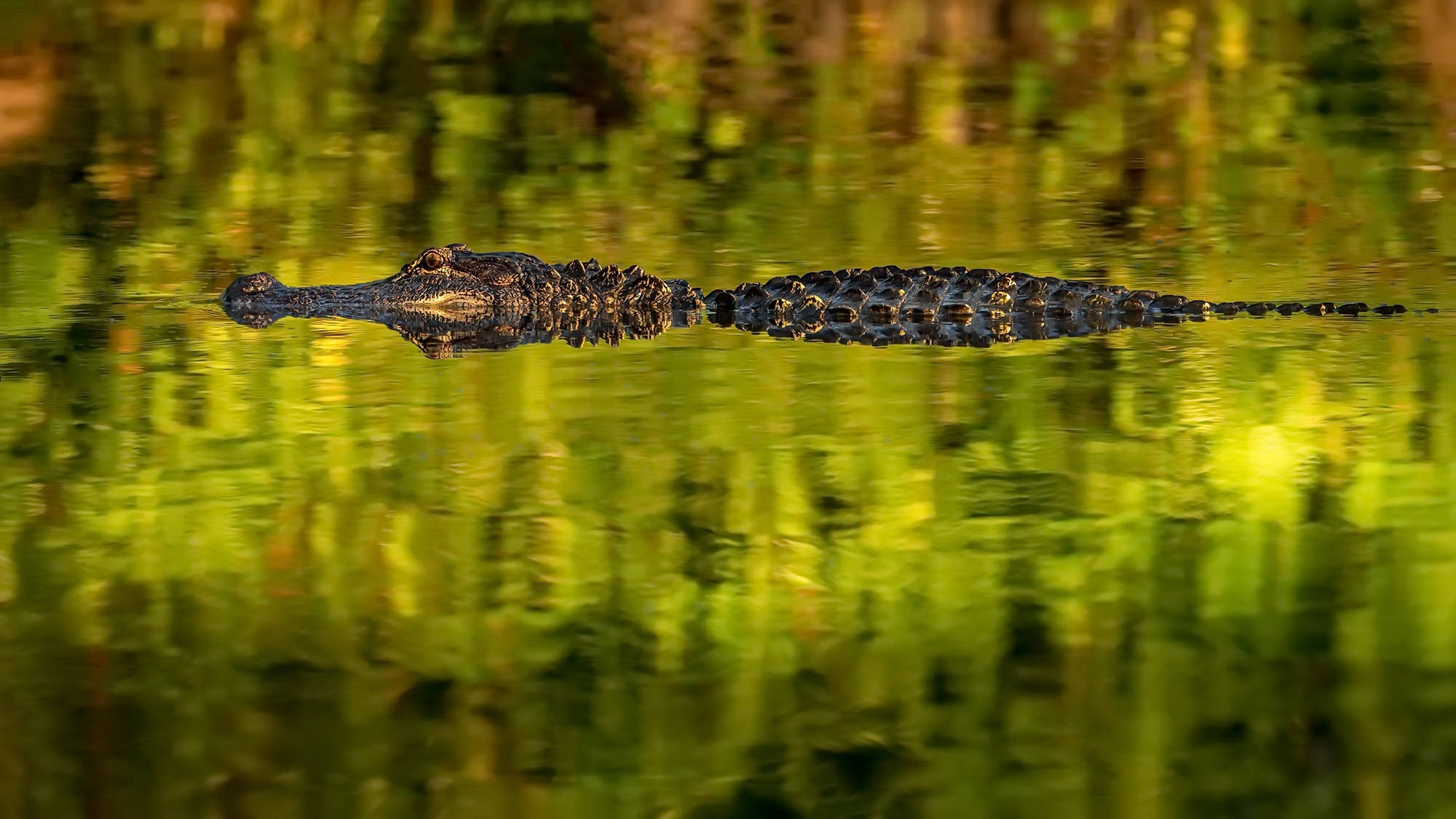 Alligator 桌布 壁紙 — 一條深色短吻鱷在反射金色陽光的鮮綠色水中無聲滑行。