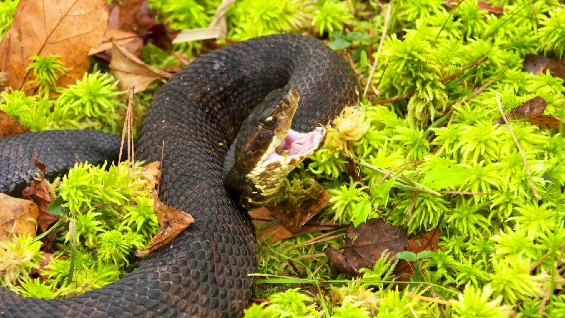 Wild Animals 桌布 壁紙 — 一條深色蛇張開嘴巴，蜷縮在鮮綠色苔蘚和落下的棕色樹葉中休息。