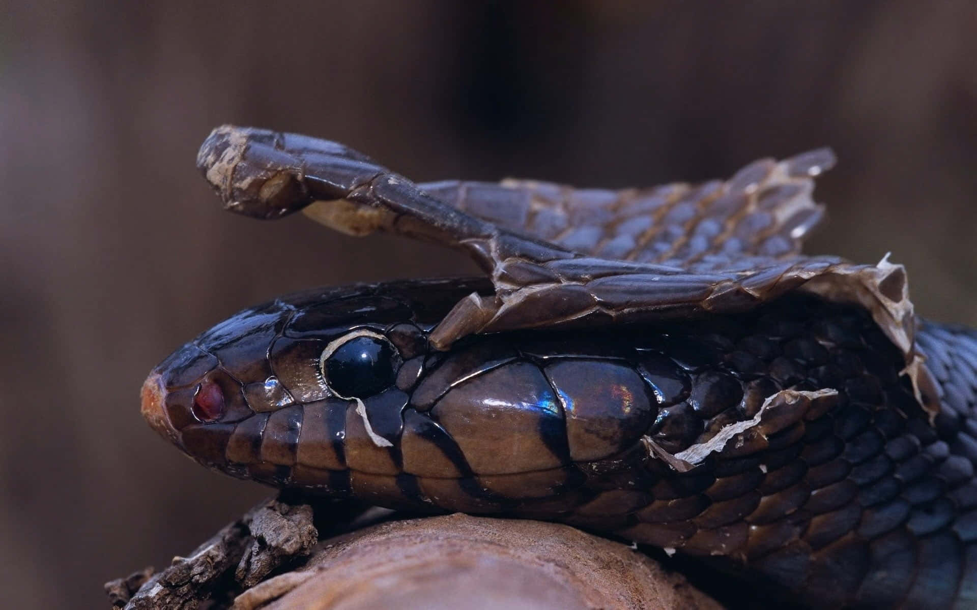 Cobra Snake 桌布 壁紙 — 一條深色蛇正在蛻皮的近距離特寫，頭部可見新鱗片。