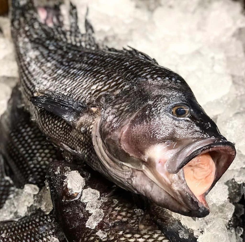 Black Sea Bass 桌布 壁紙 — 一條深色鱗片的魚張開嘴巴躺在碎冰上，露出粉紅色的舌頭。
