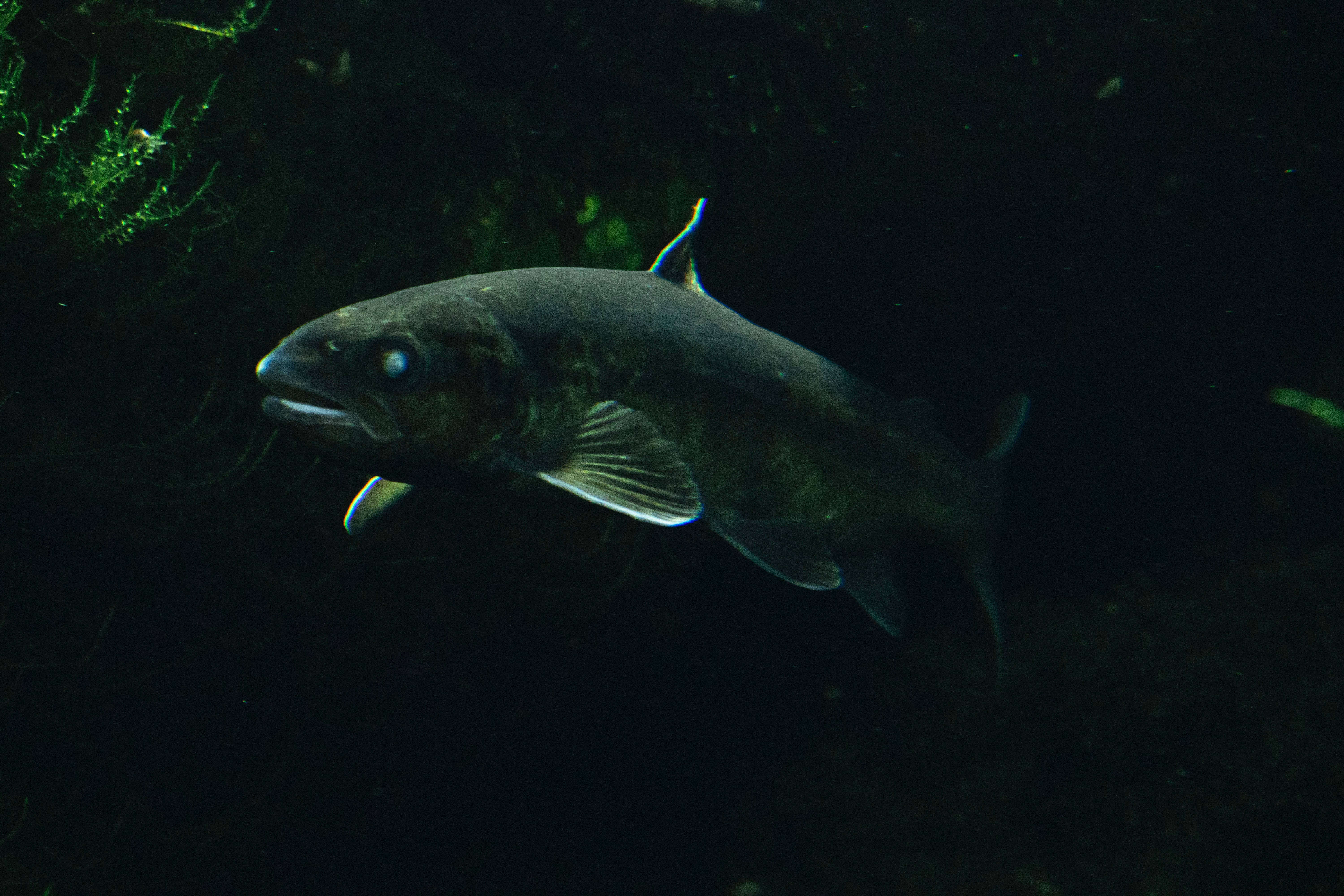 魚 桌布 壁紙 — 一條深銀色的魚在渾濁的水中滑行，陰影中可見微弱的綠色藻類。