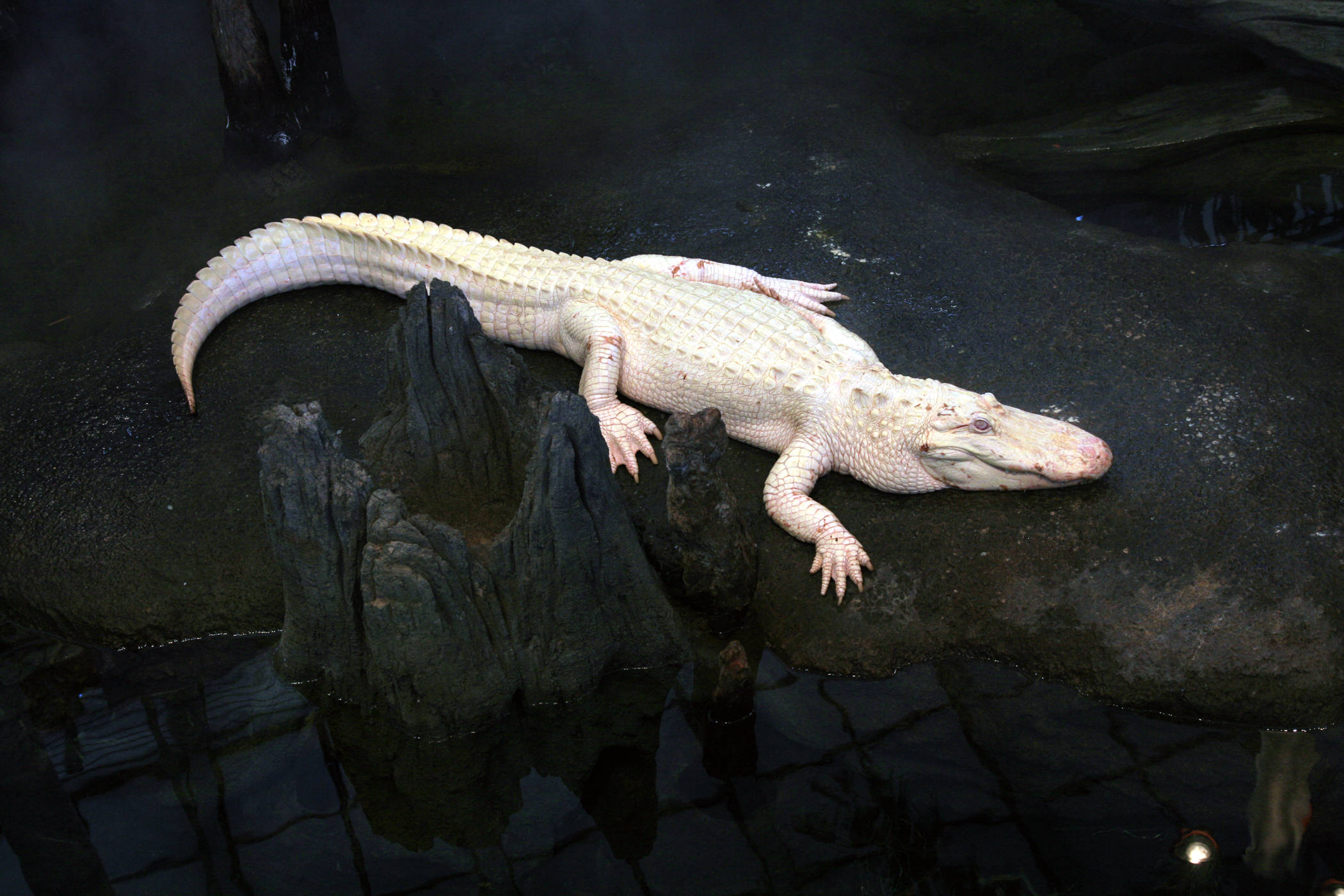 Alligator 桌布 壁紙 — 一條淺色短吻鱷在昏暗的圍欄內，在渾濁的水邊的深色濕岩石上休息。