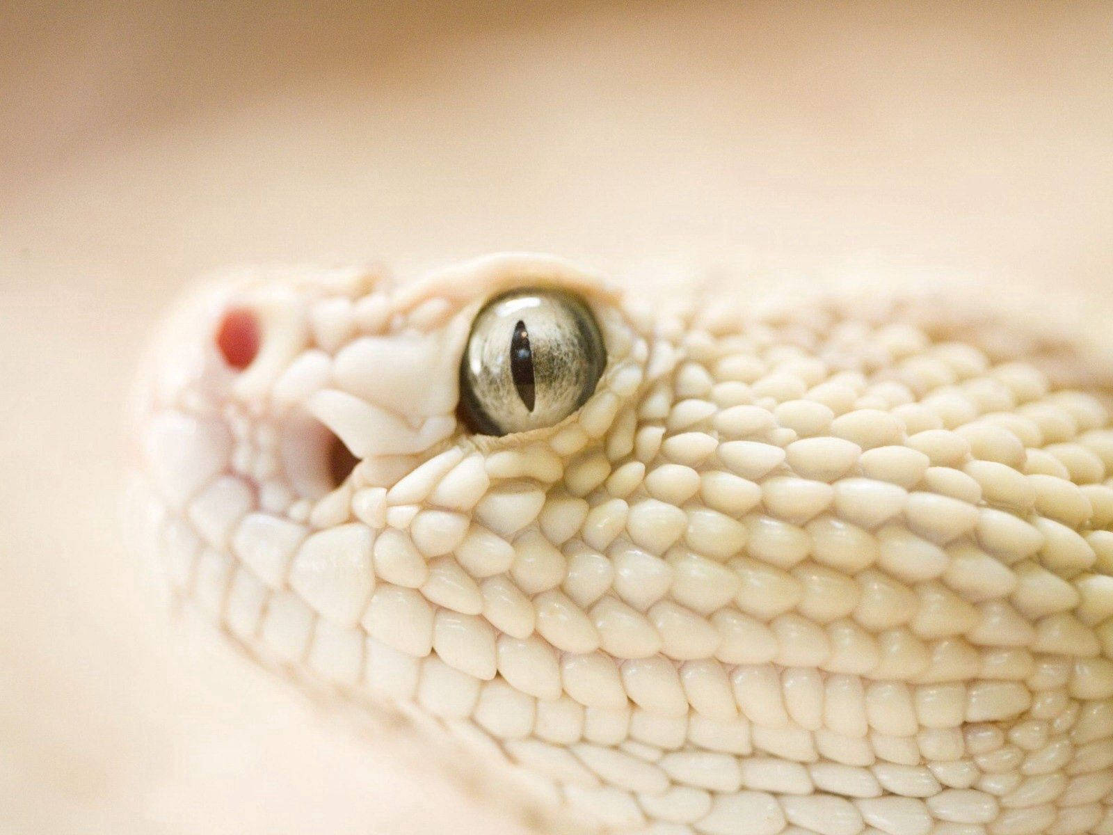 Eyes 桌布 壁紙 — 一條淺色蛇頭的近距離特寫，顯示出詳細的鱗片和專注的眼睛，背景柔和模糊。