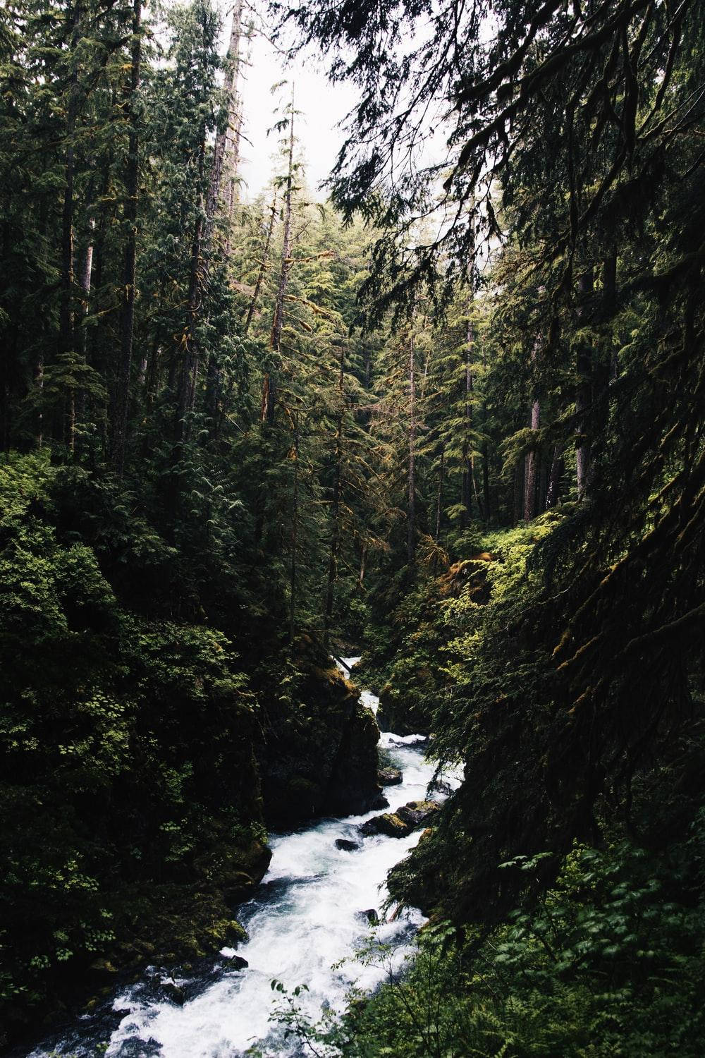 Water Aesthetic 桌布 壁紙 — 一條湍急的河流穿過茂密、長滿苔蘚的森林，有高聳的常青樹和斑駁的陽光透過樹冠照射下來。