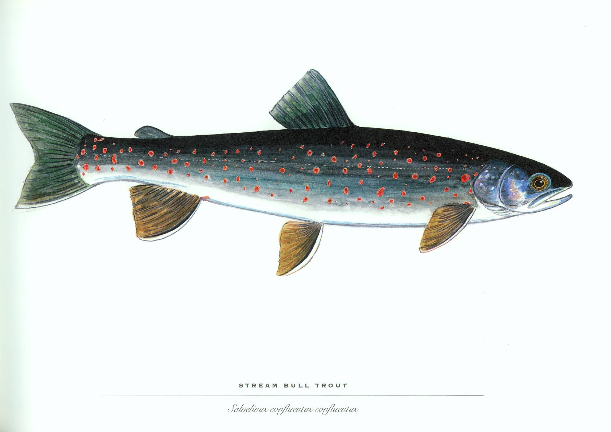 魚 桌布 壁紙 — 一條溪流公牛鱒魚的詳細插圖，帶有紅色斑點和銀藍色鱗片，背景為純白色。