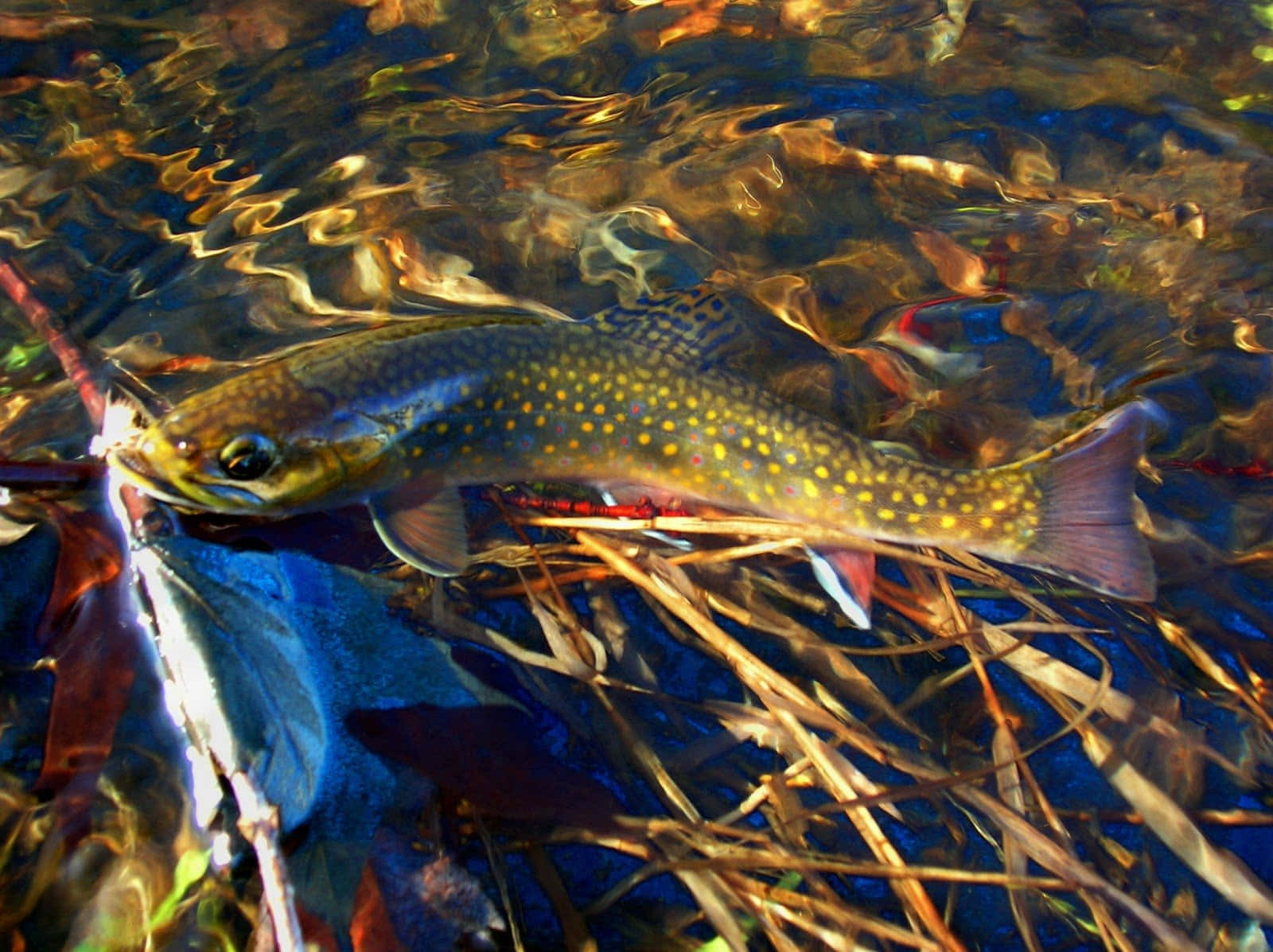 Brown Trout 桌布 壁紙 — 一條溪鱒在清澈、漣漪的水中優雅地游過陽光照射的河床草叢。