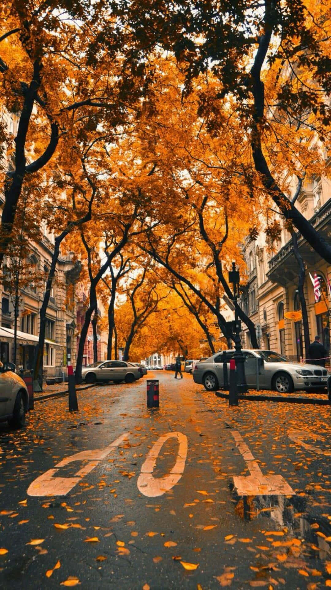 Fall 桌布 壁紙 — 一條潮濕的城市街道，兩旁樹木在柔和日光下燃燒著金色的秋葉。