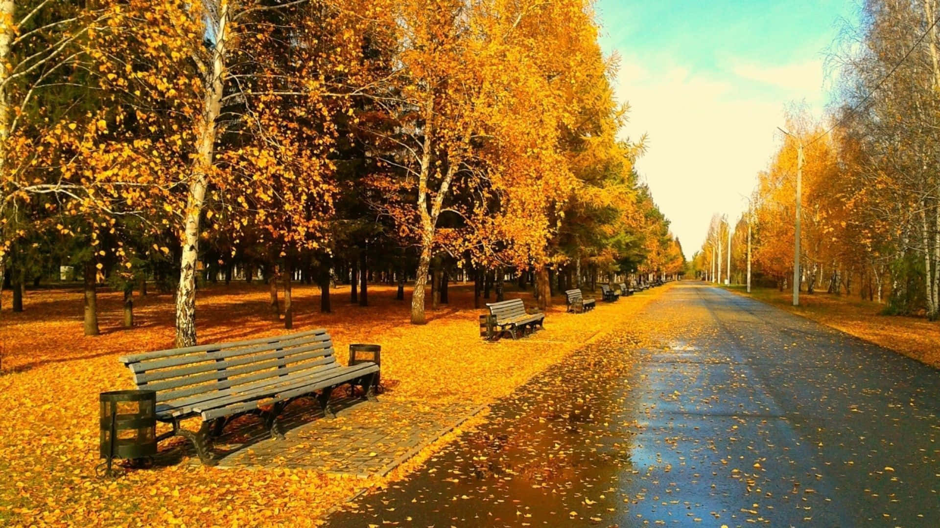Best Autumn 桌布 壁紙 — 一條潮濕的秋天小徑，兩旁種滿金黃色的樺樹和木製長椅，上方是清澈的藍天。