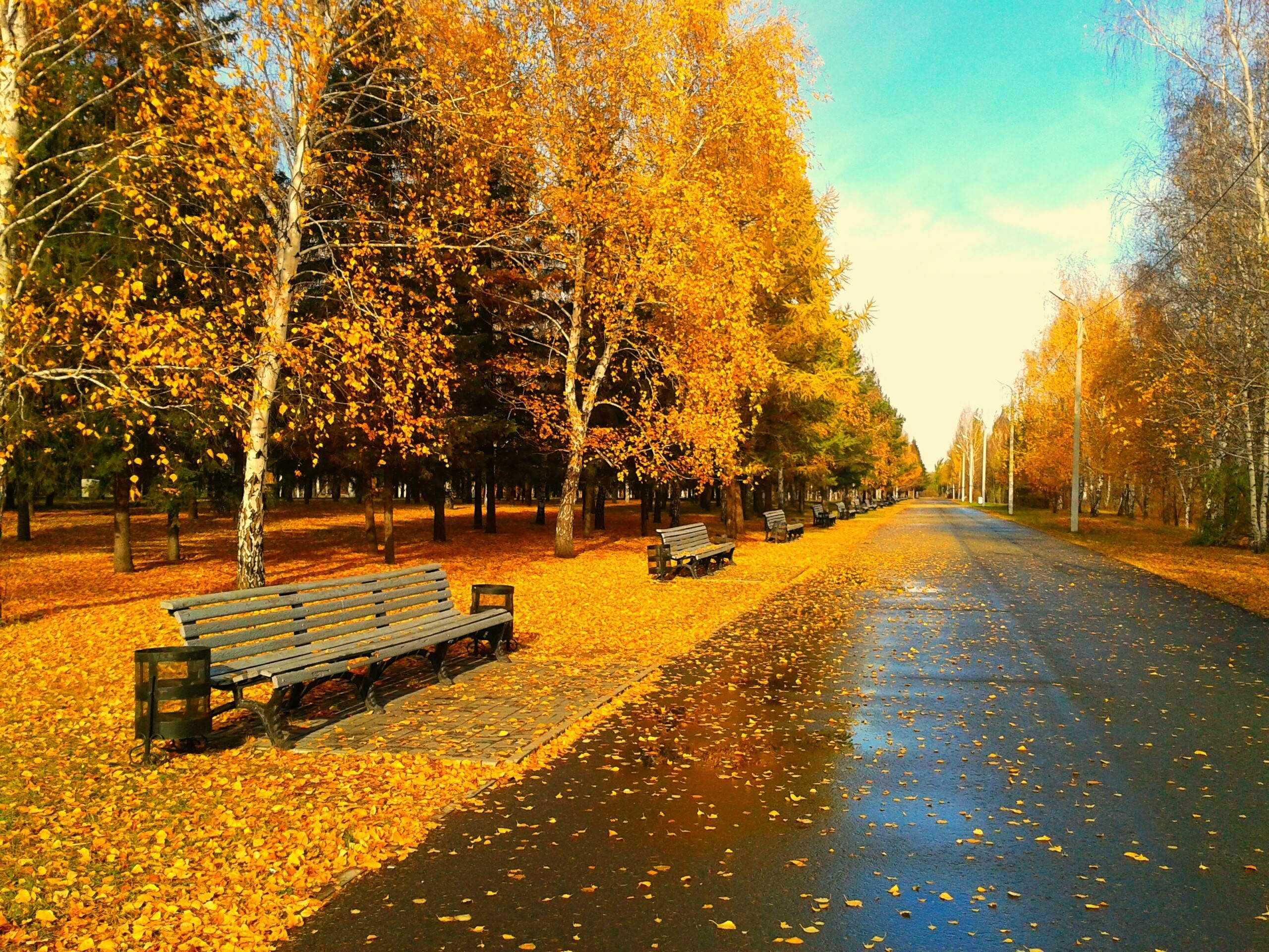 Autumn Season 桌布 壁紙 — 一條潮濕的秋天小徑，兩旁種滿金黃色的樺樹和長椅，上方是清澈的藍天。