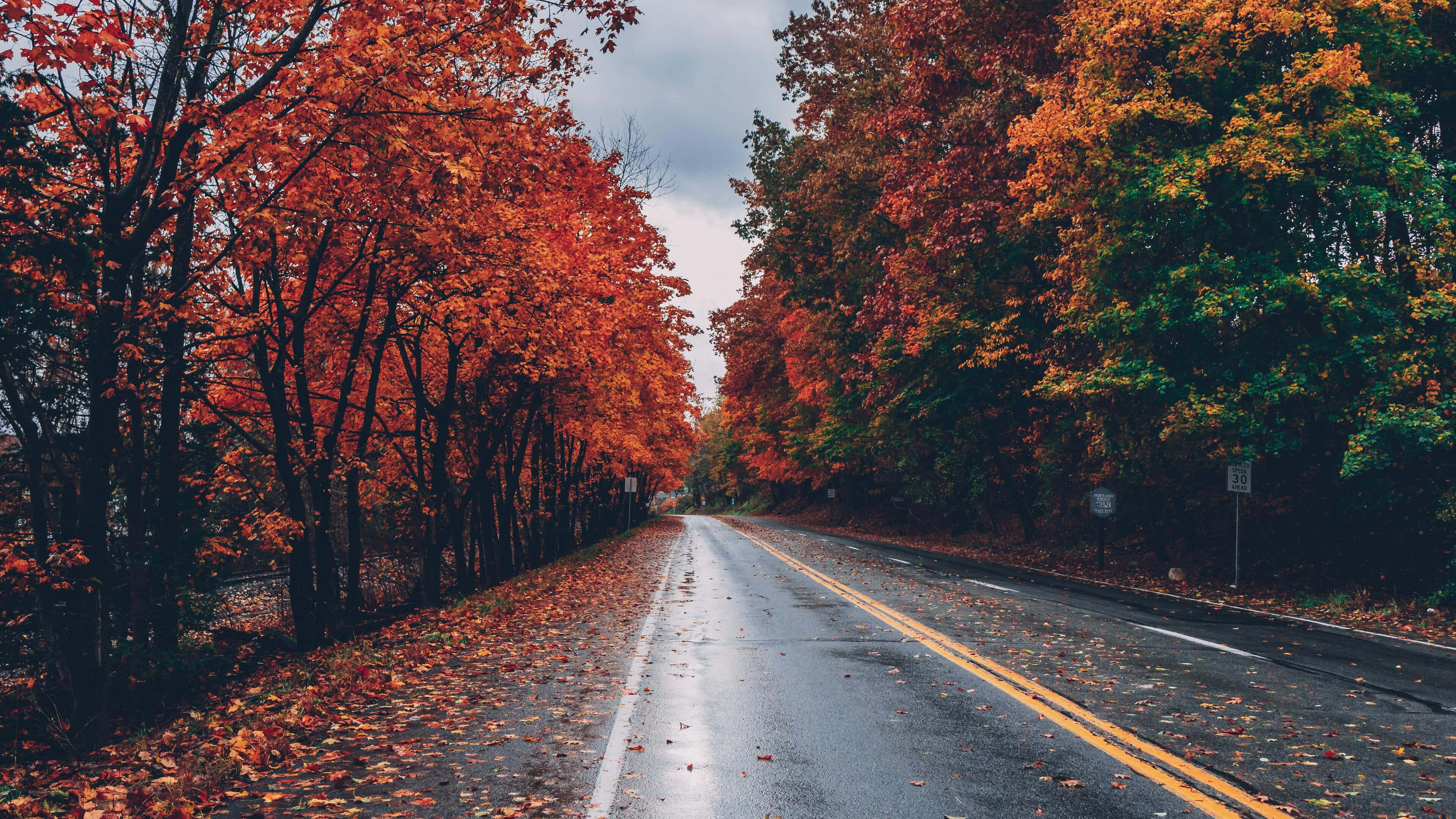Fall Scenes 桌布 壁紙 — 一條潮濕的秋季道路蜿蜒穿過樹木，樹木在陰天天空下燃燒著火紅和橙色的葉子。