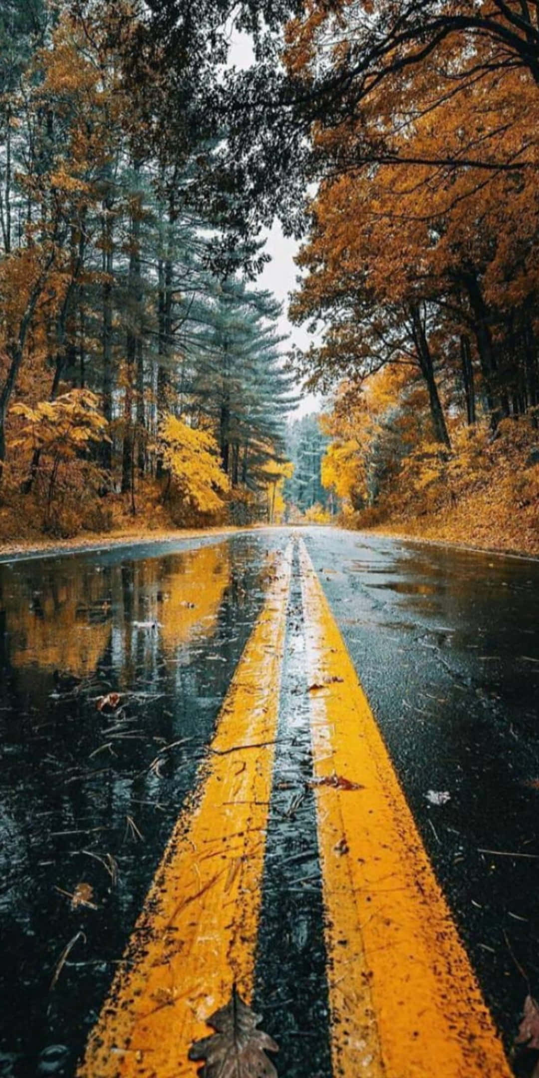 Pixel 3 Autumn 桌布 壁紙 — 一條潮濕的秋日道路，帶有鮮明的黃色雙線，穿過一片金色和常綠樹木的森林，天空多雲。