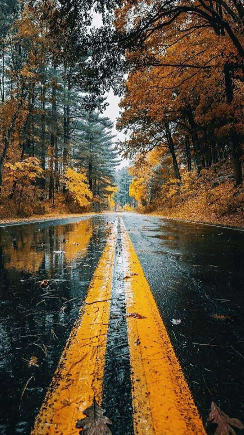 Nature Fall 桌布 壁紙 — 一條潮濕的秋日道路，帶有鮮豔的黃色雙線，穿過一片金色和橙色樹木的森林，天空多雲。