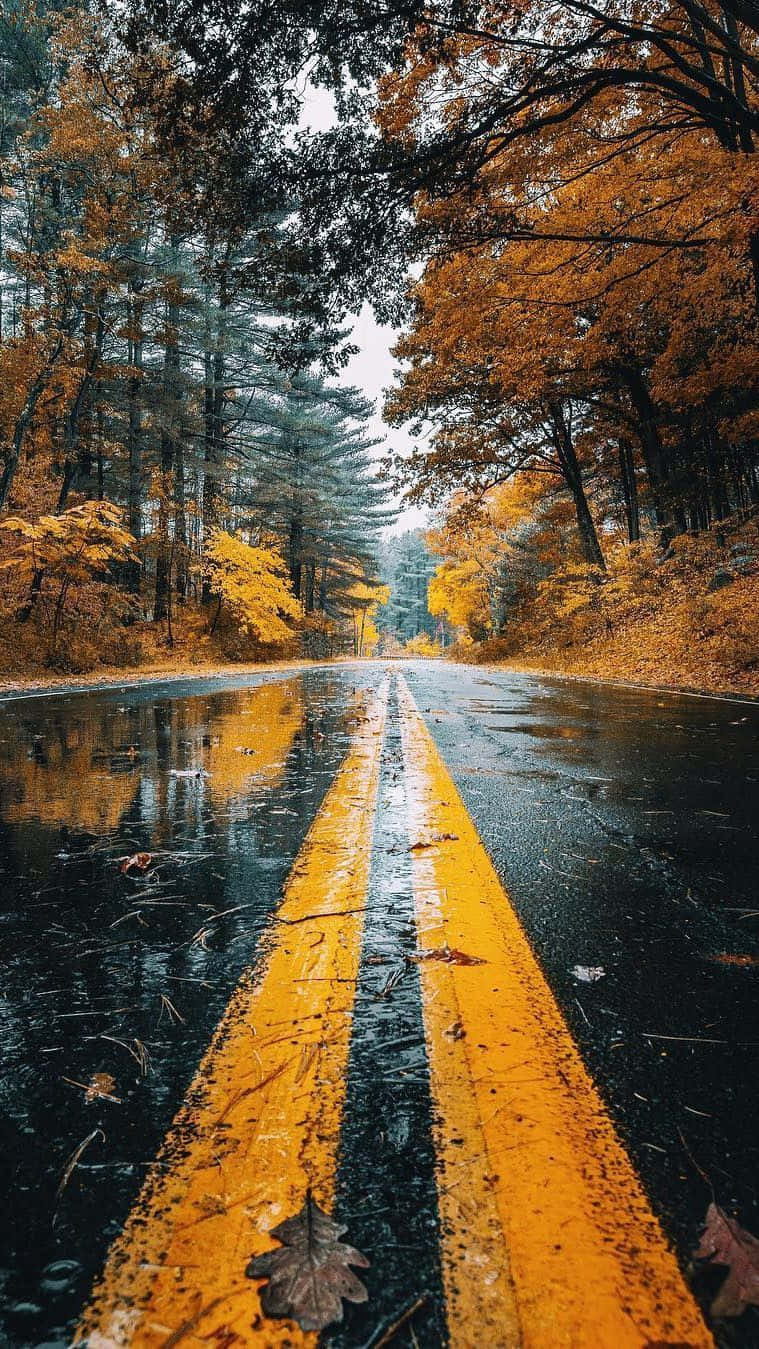 Beautiful Autumn 桌布 壁紙 — 一條潮濕的秋日道路蜿蜒穿過森林，金黃色的樹葉在陰天下的水坑中倒映。