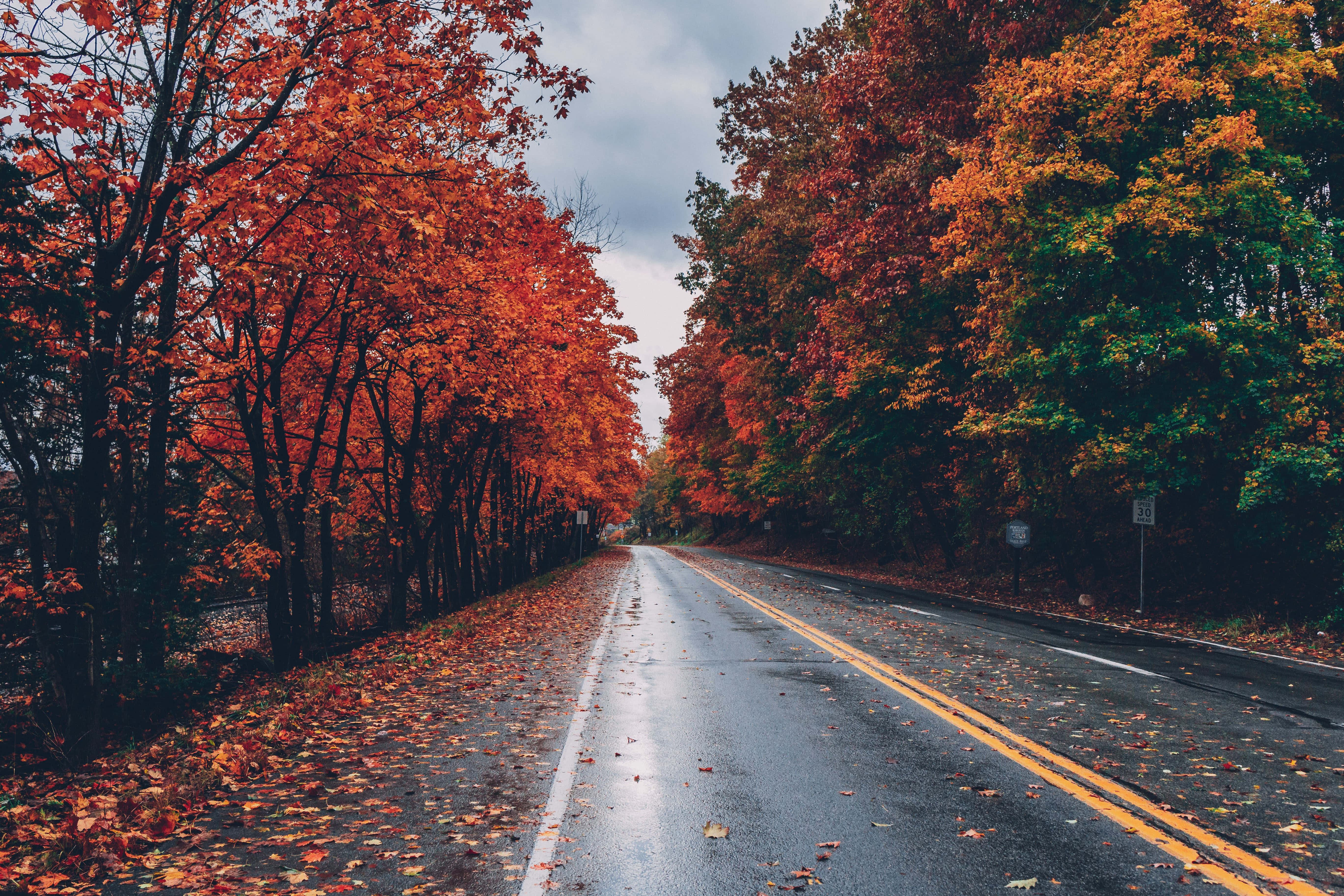 Cool Fall 桌布 壁紙 — 一條潮濕的秋日道路蜿蜒穿過樹木，樹木在陰天之下燃燒著火紅和橙色的樹葉。