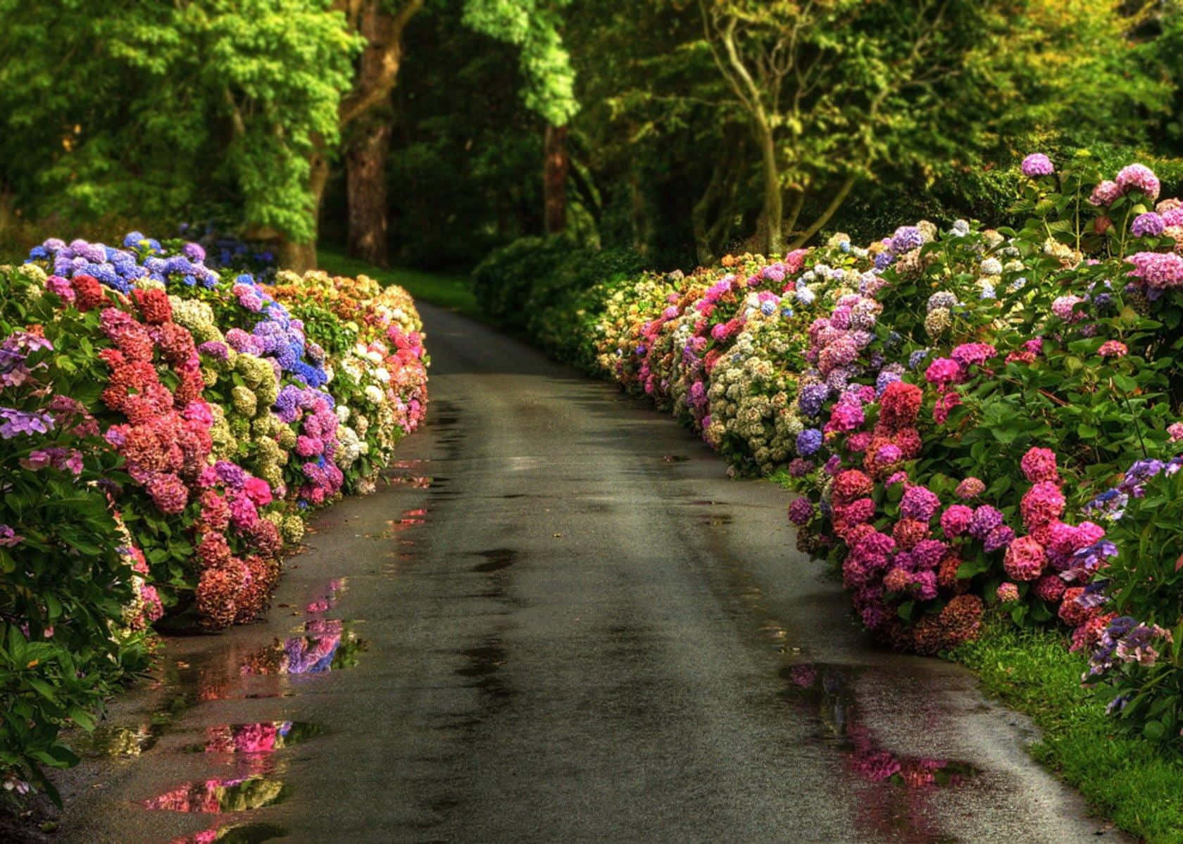 Driveway Ideas 桌布 壁紙 — 一條潮濕的花園小徑，兩旁種滿了充滿活力的粉紅色、紫色和白色繡球花，在斑駁的陽光下反射出色彩繽紛的花朵。