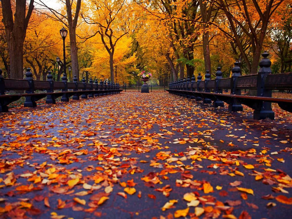New York 桌布 壁紙 — 一條濕漉漉的公園小徑，鋪滿了鮮豔的橙色和紅色秋葉，在金黃色的樹木下延伸在深色鐵長椅之間。