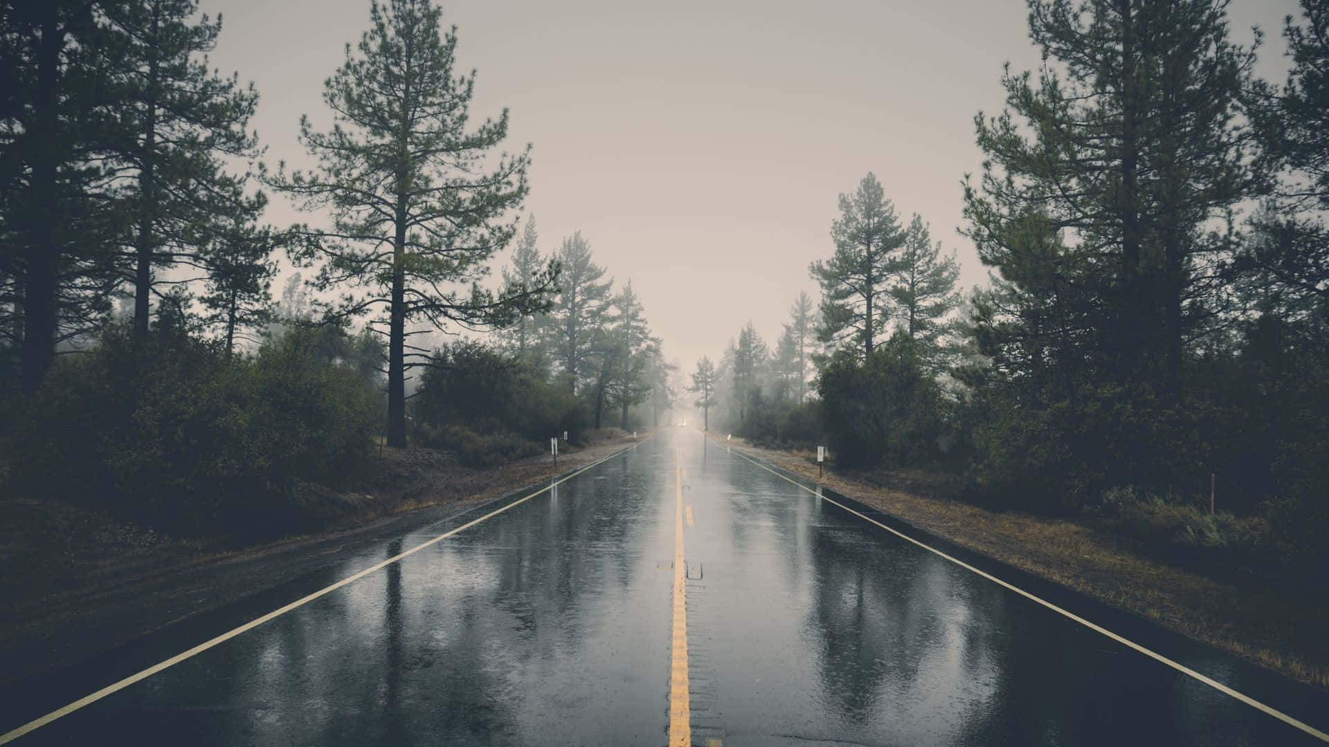 Pine Tree 桌布 壁紙 — 一條濕漉漉的柏油路在陰天之下，兩旁高聳的松樹夾道，延伸至霧濛濛的遠方。