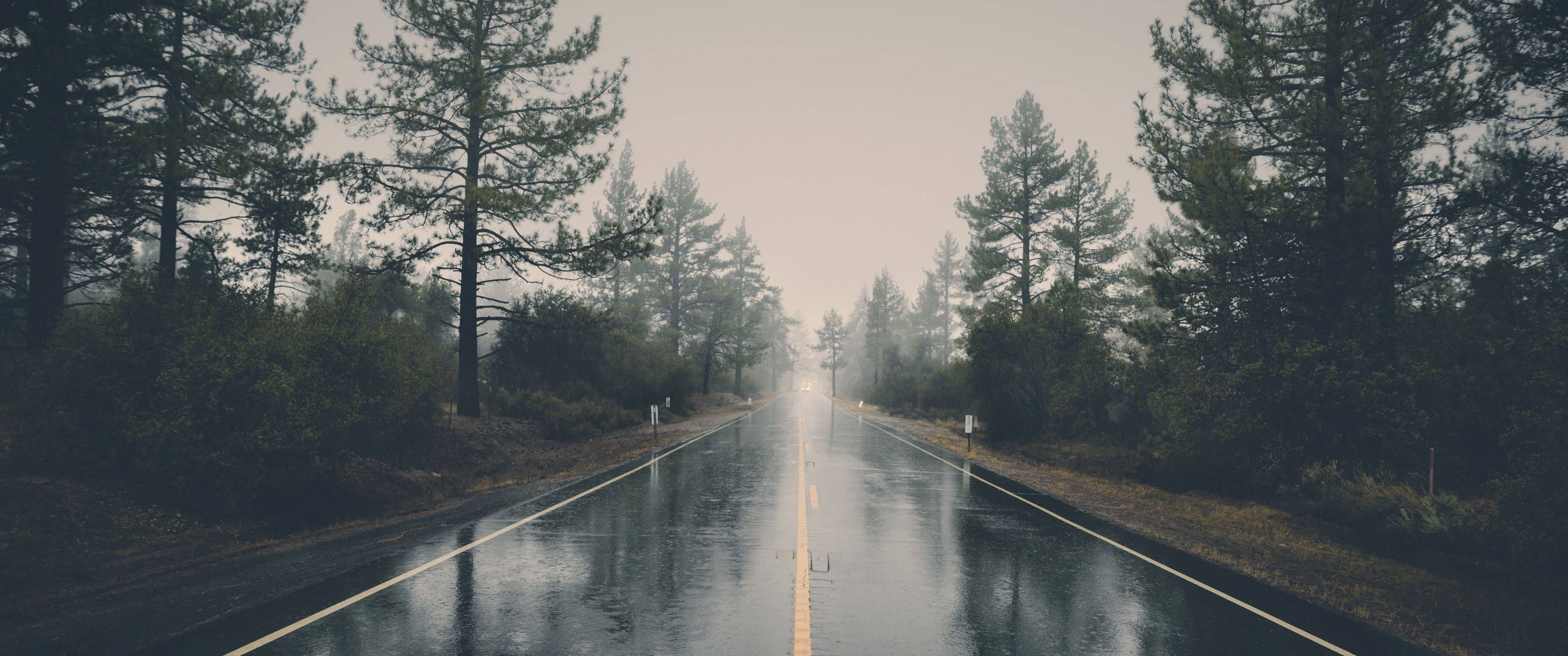 下雨 桌布 壁紙 — 一條濕漉漉的柏油路在陰天延伸入霧氣瀰漫的松樹林，路面反光，有黃色中心線。