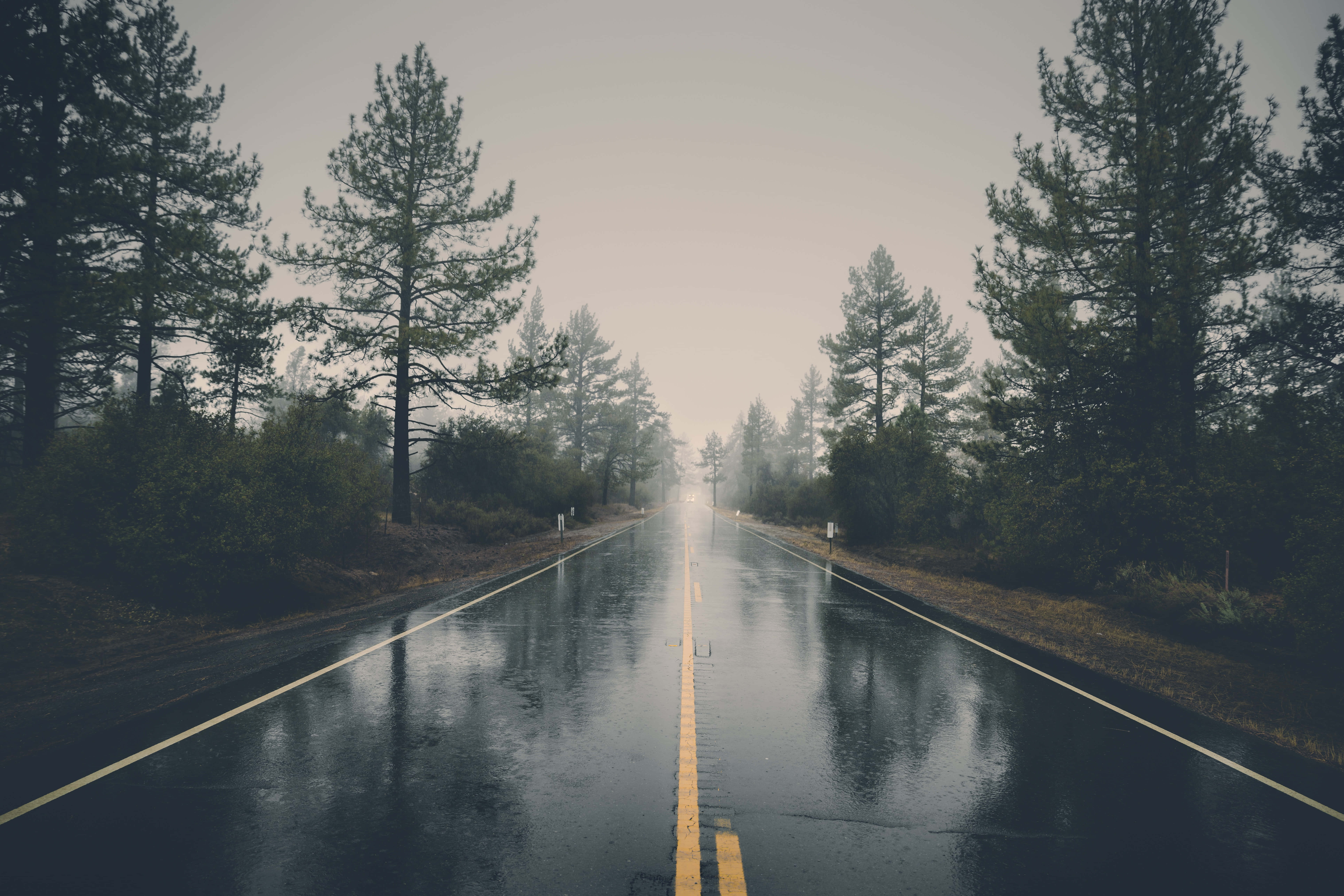 下雨 桌布 壁紙 — 一條濕漉漉的柏油路延伸進霧氣瀰漫的森林，兩旁是高聳的松樹，天空陰沉。